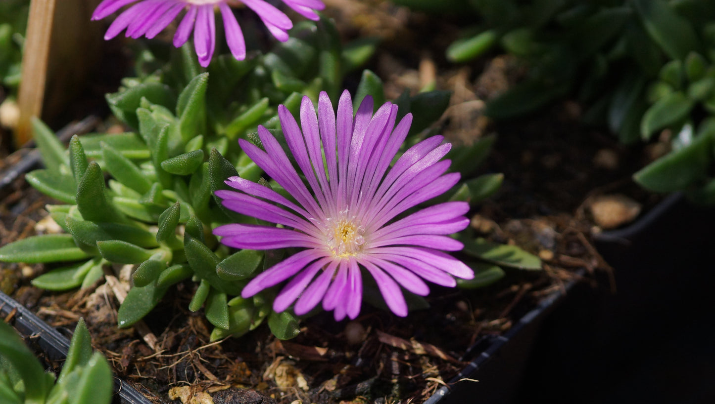 Delosperma obtusum 'Pink Zulu' - Mittagsblume