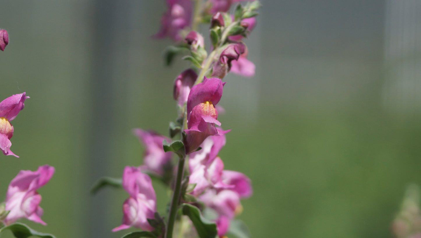 Antirrhinum hispanicum x majus 'Birgit' - Löwenmäulchen