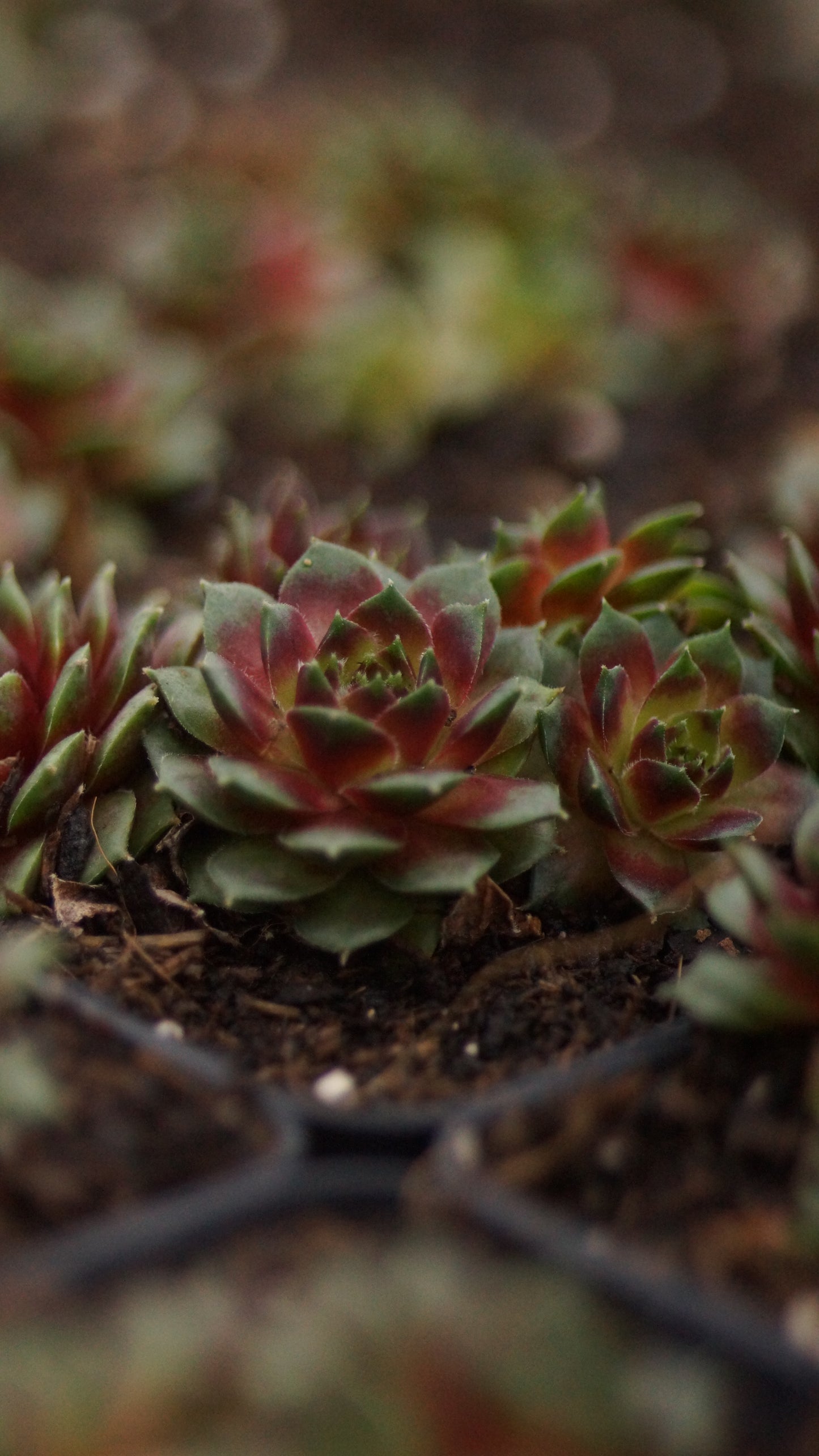 Sempervivum Hybride 'Säntis' - Hauswurz