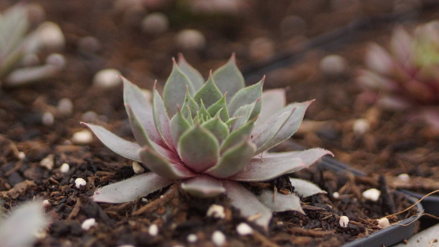 Sempervivum Hybride 'Pacific Blue Ice' - Hauswurz
