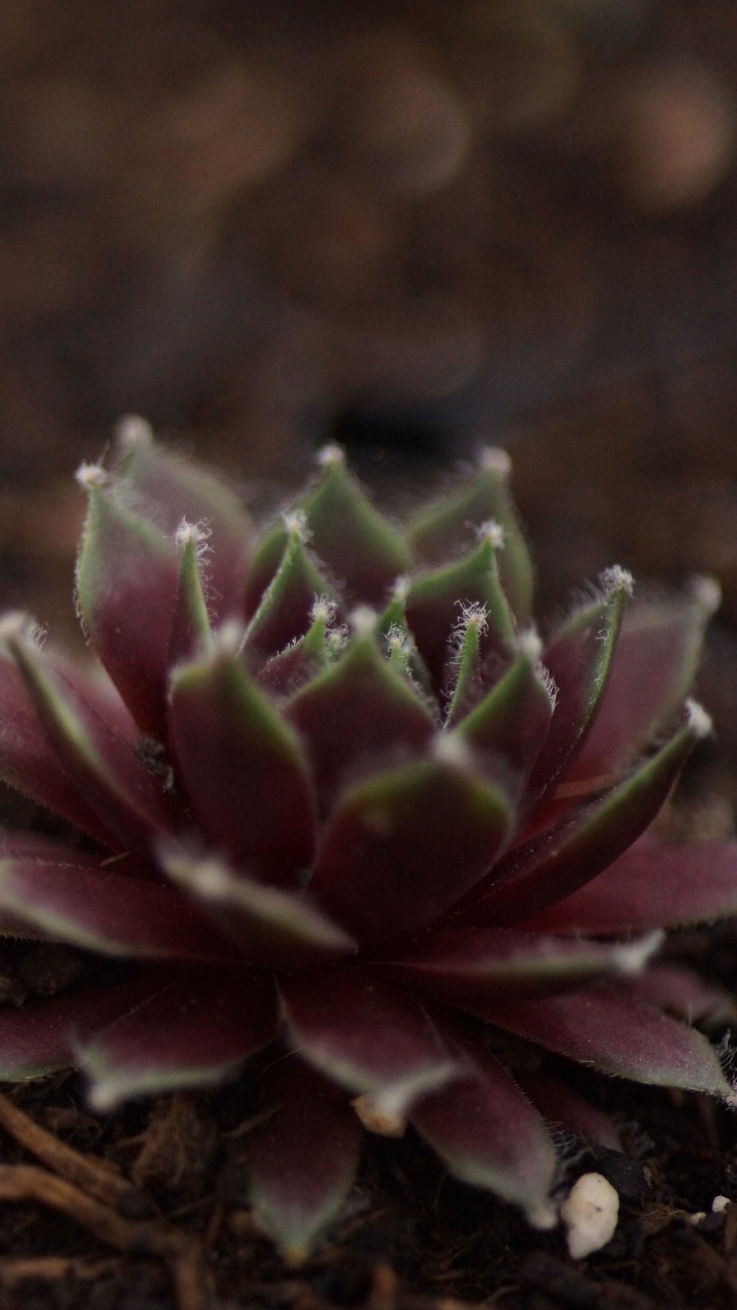 Sempervivum Hybride 'Rauhreif' - Hauswurz