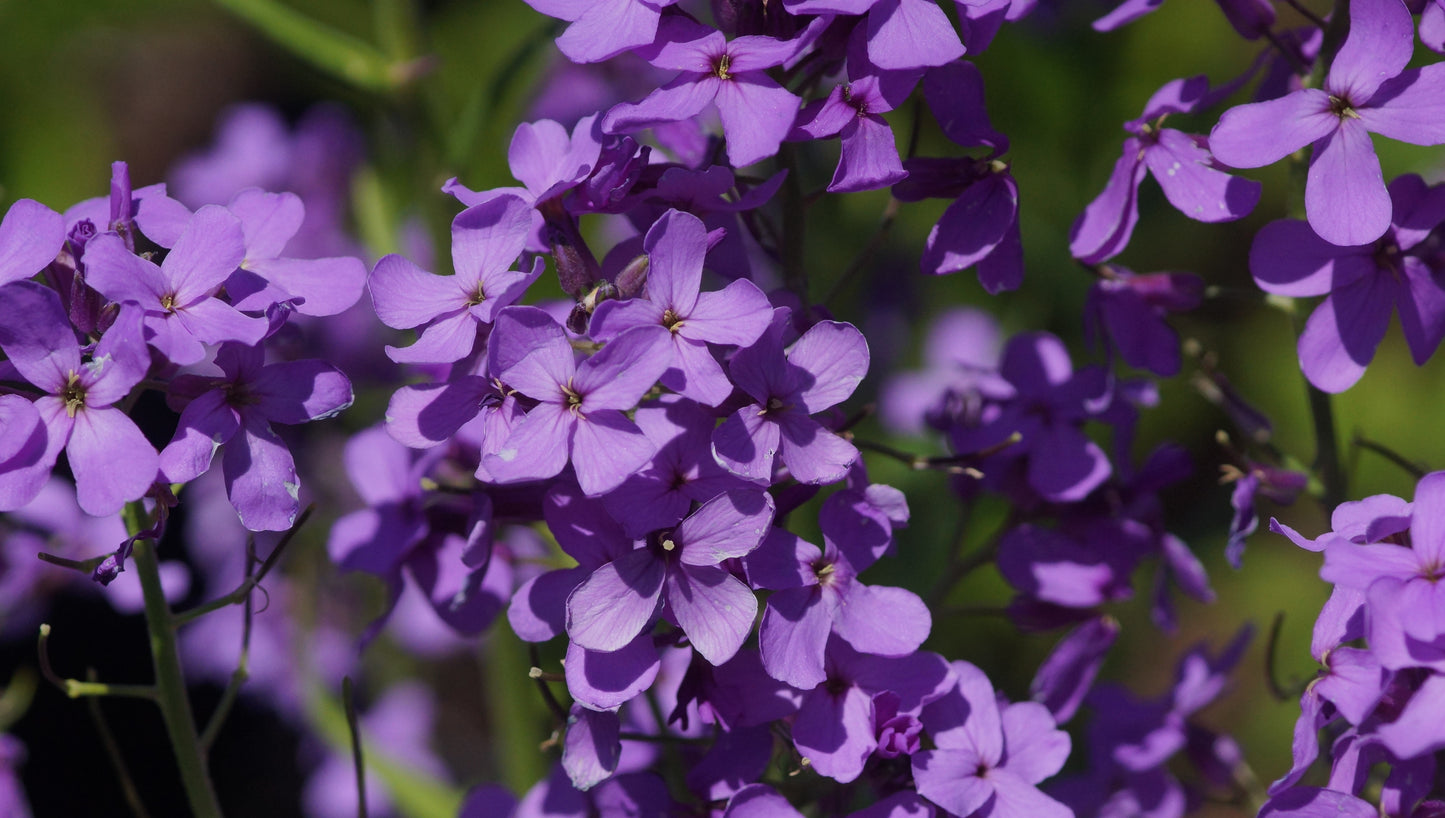 Hesperis matronalis - Nachtviole