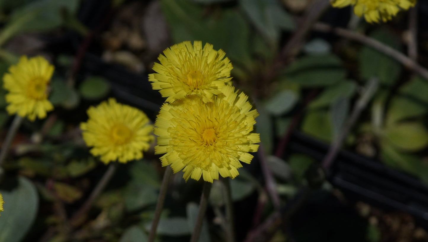 Hieracium tomentosum - Filziges Habichtskraut