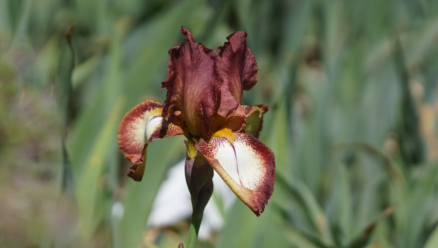 Iris barbata-elatior 'Rimfire' - Hohe Bart-Iris