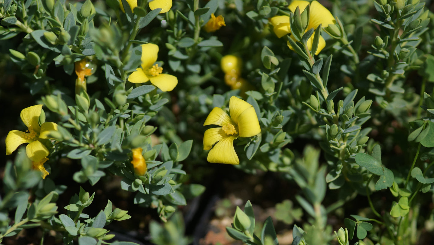 Hypericum aegypticum - Mittelmeer-Johanniskraut