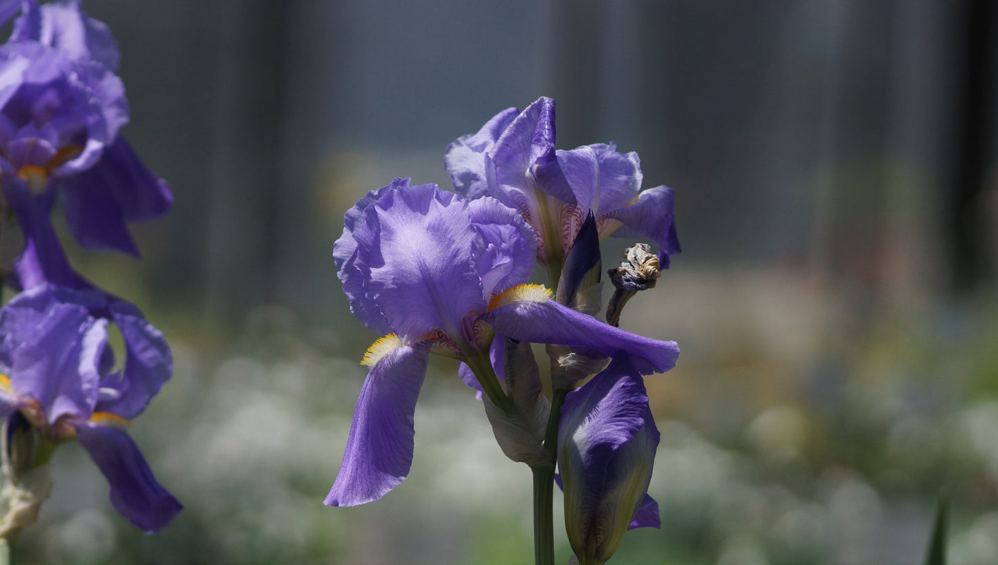 Iris pallida 'Aurea Variegata' - Schwertlilie