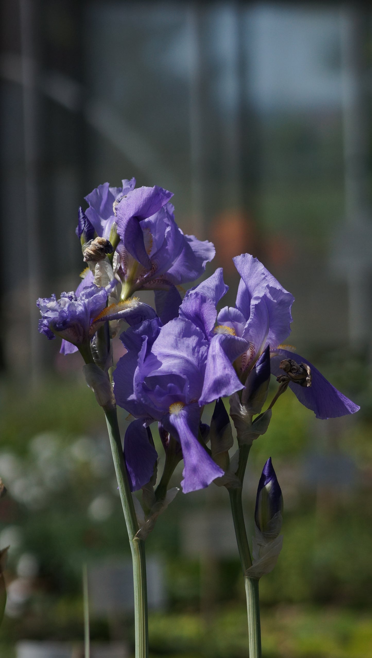 Iris pallida 'Aurea Variegata' - Schwertlilie