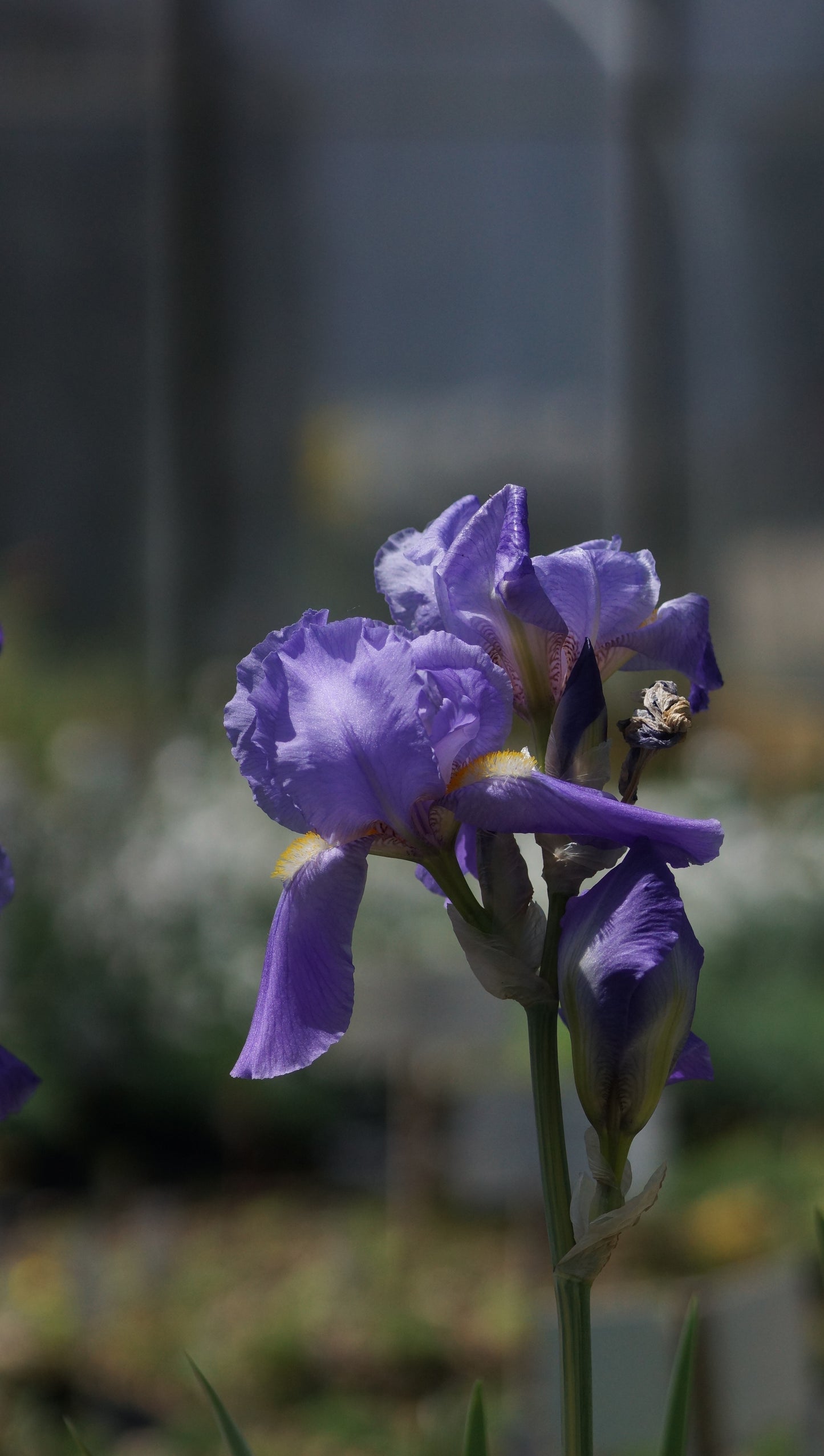 Iris pallida 'Aurea Variegata' - Schwertlilie
