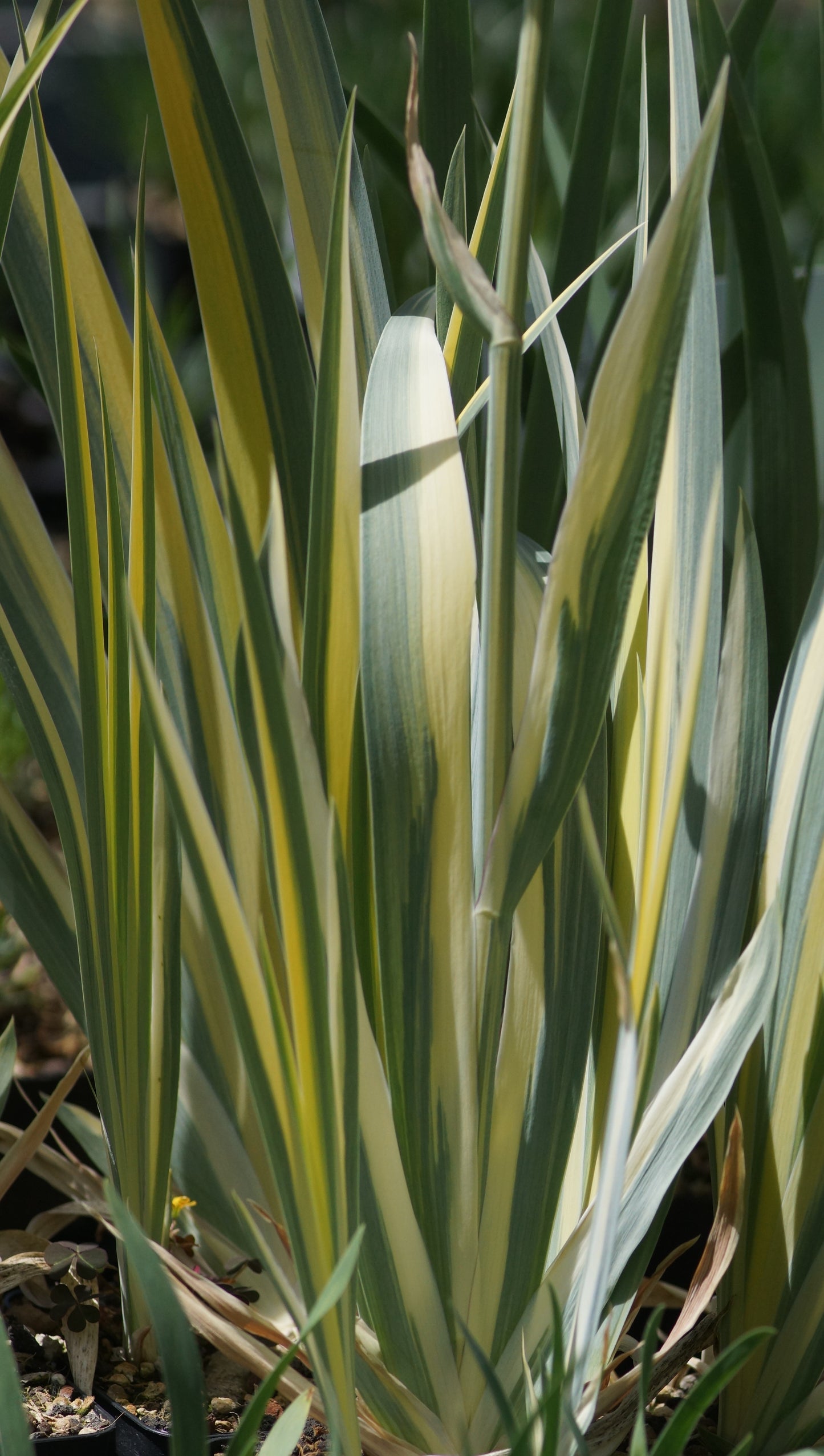 Iris pallida 'Aurea Variegata' - Schwertlilie