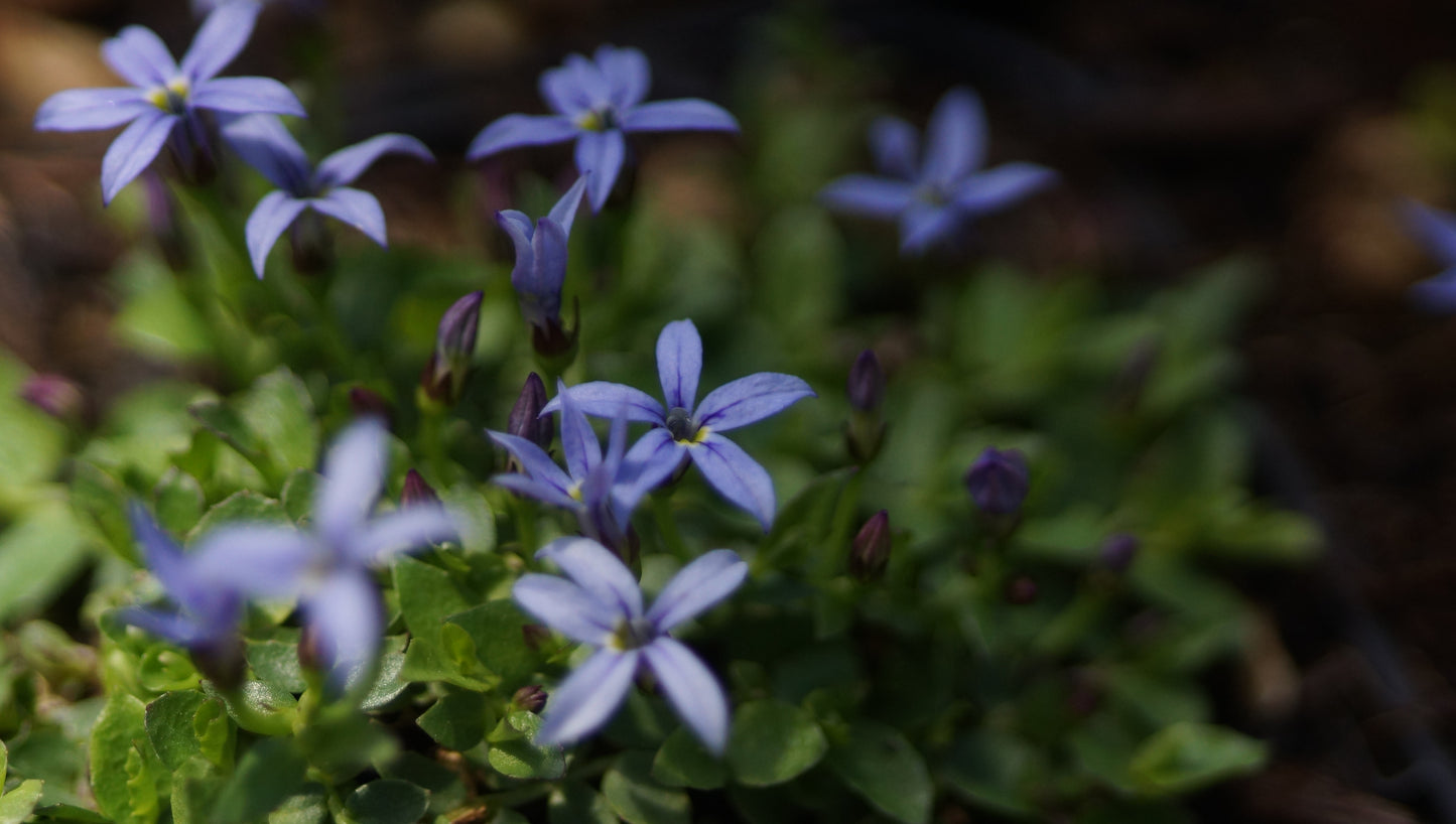 Isotoma fluviatilis 'Dark Blue' - Blauer Bubikopf