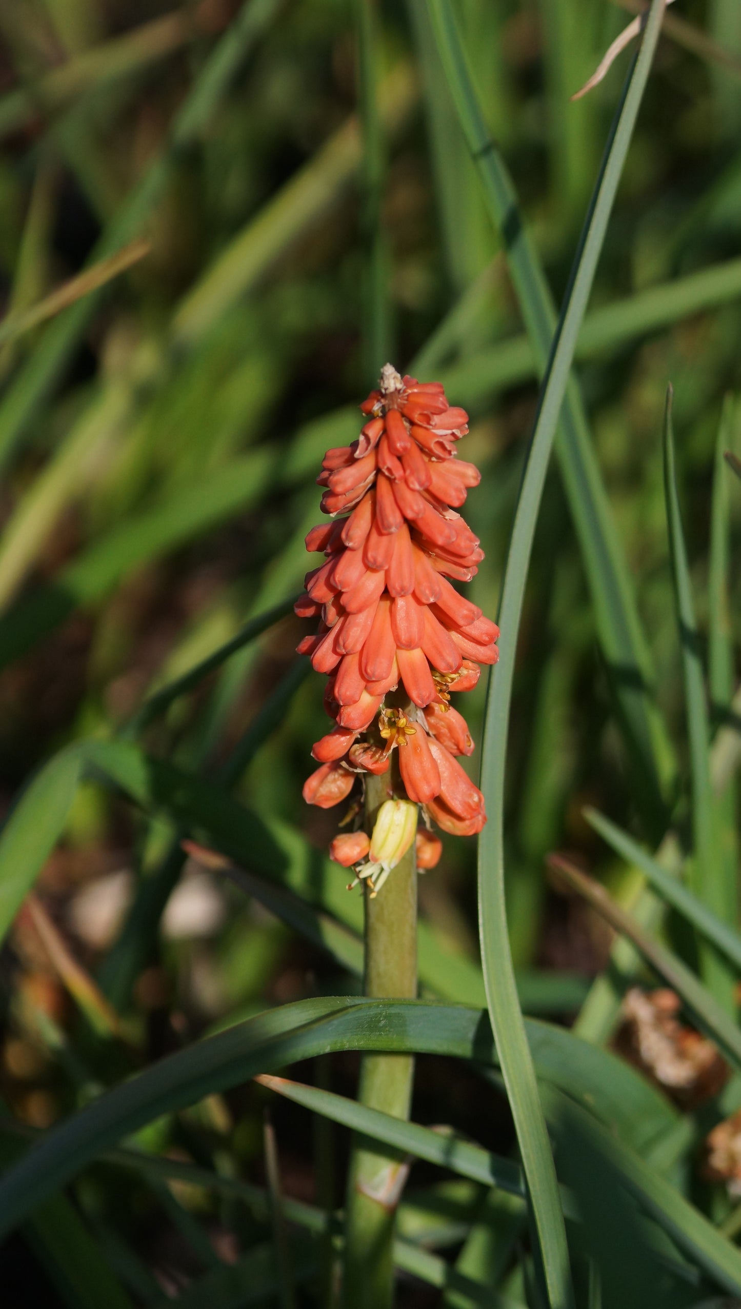 Kniphofia uvaria - Fackellilie