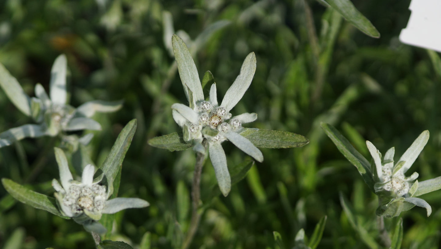 Leontopodium alpinum 'Wendelstein' - Edelweiss