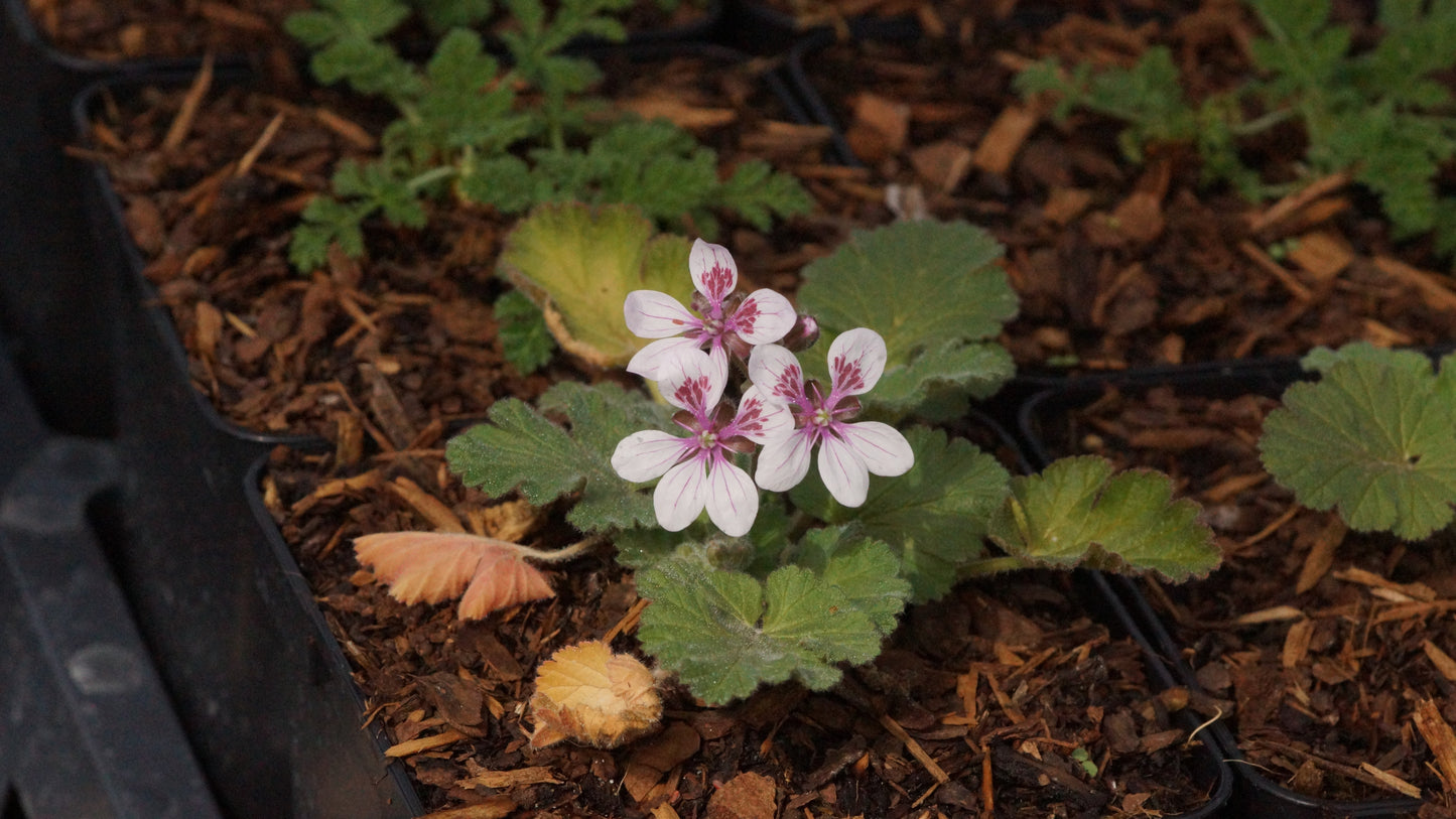 Erodium trifolium - Reiherschnabel