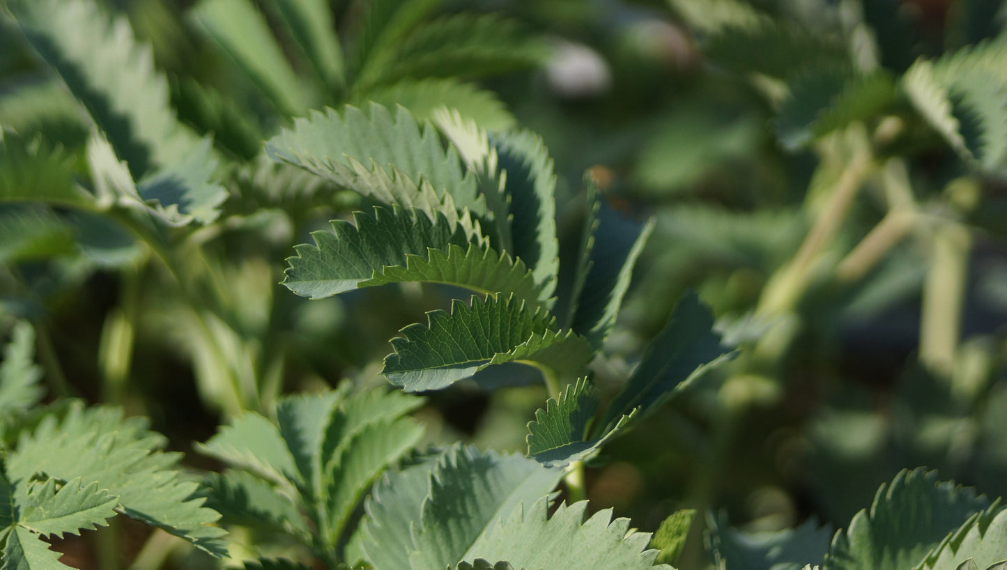 Melianthus major - Honigstrauch