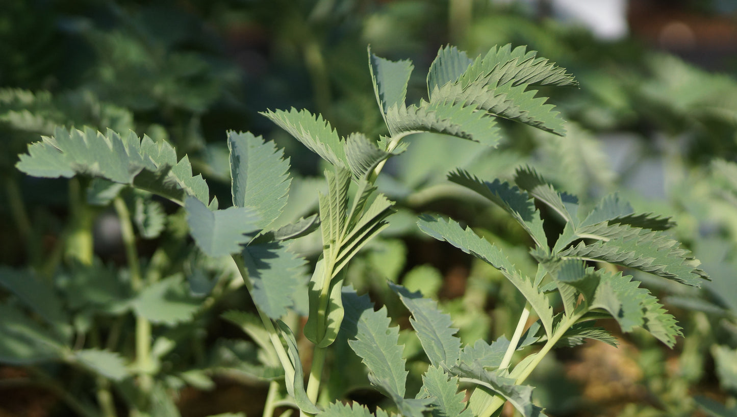 Melianthus major - Honigstrauch