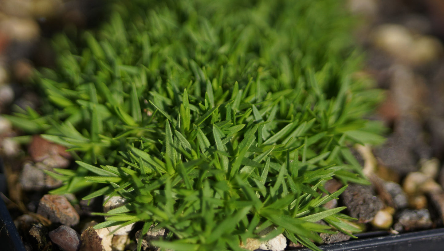 Minuartia graminifolia - Fels-Miere