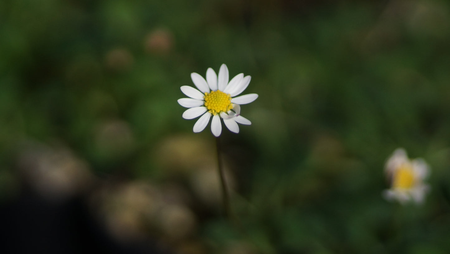 Bellium minutum - Scheingänseblümchen