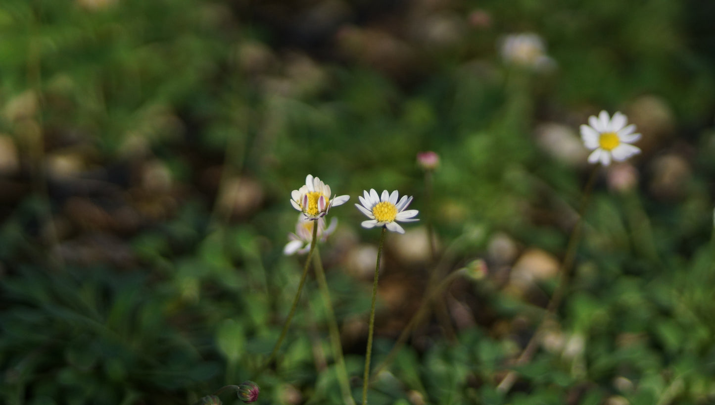Bellium minutum - Scheingänseblümchen