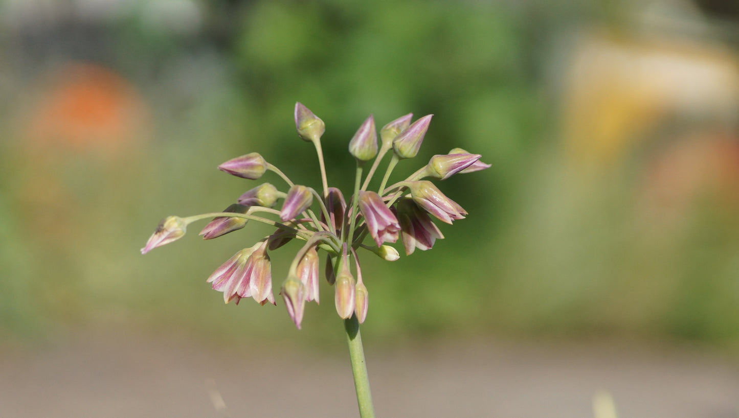 Nectarodium siculum - Sizilianischer Honiglauch
