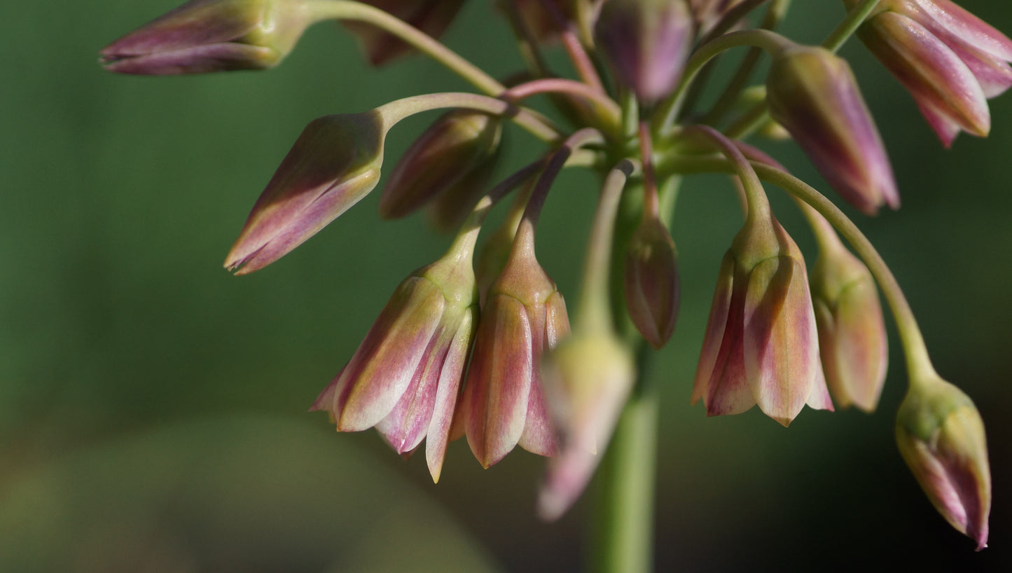 Nectarodium siculum - Sizilianischer Honiglauch