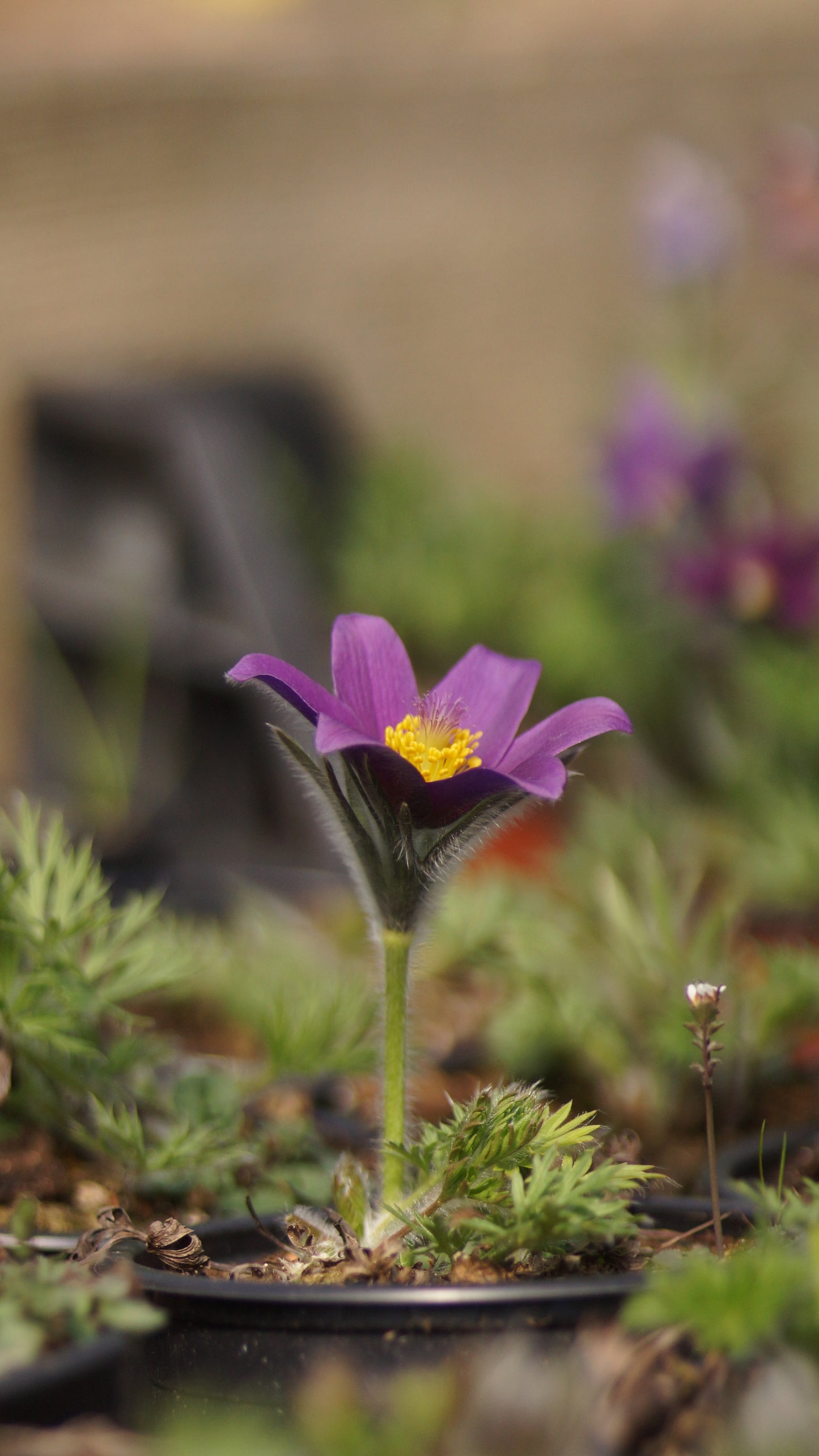 Pulsatilla vulgaris 'Blaue Glocke' - Küchenschelle