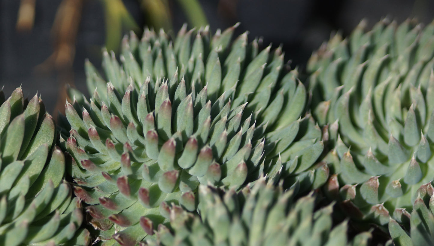 Orostachys spinosus - Dornige Sternwurz