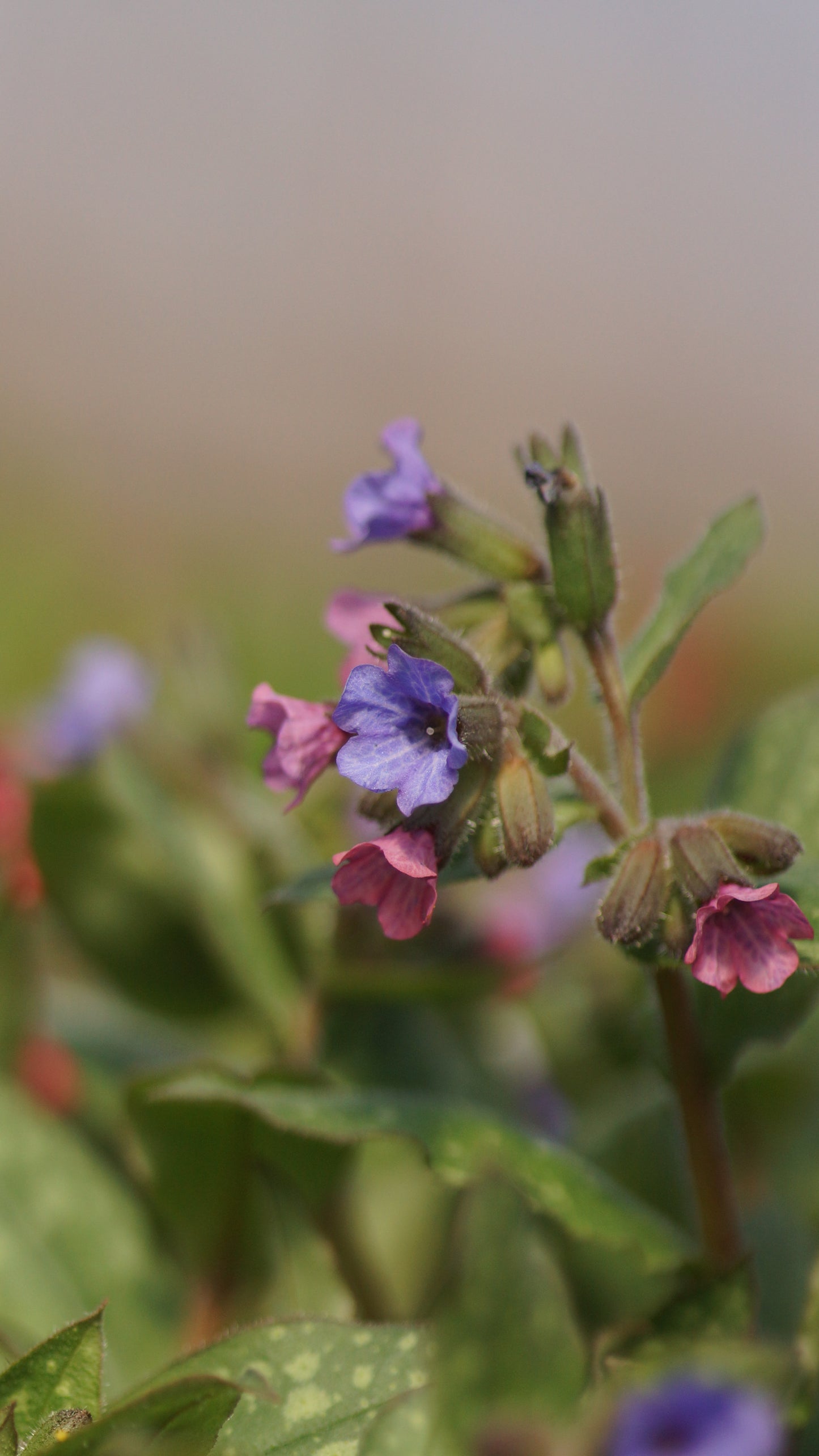 Pulmonaria saccharata 'Mrs. Moon' - Geflecktes Lungenkraut