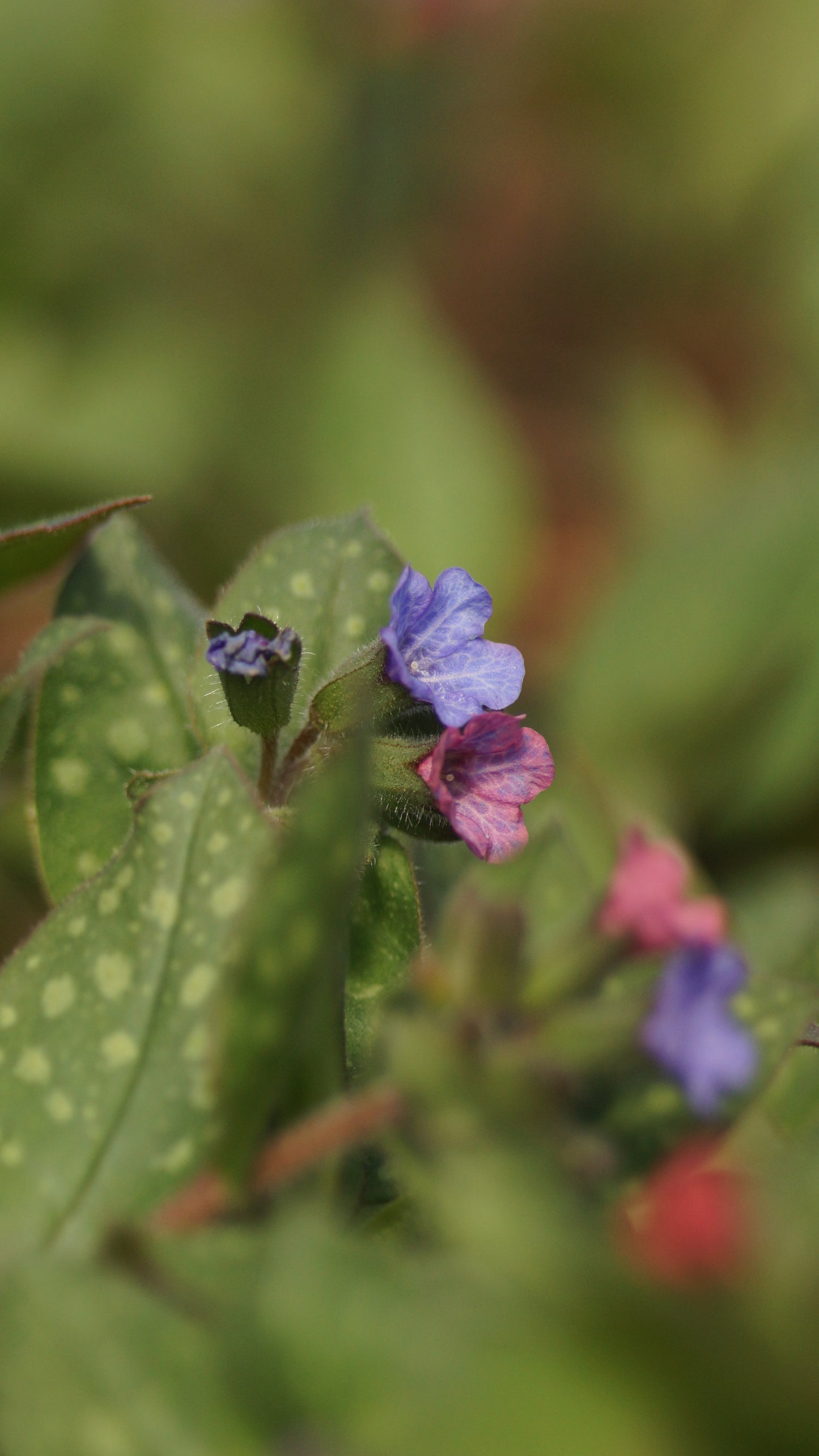 Pulmonaria saccharata 'Mrs. Moon' - Geflecktes Lungenkraut