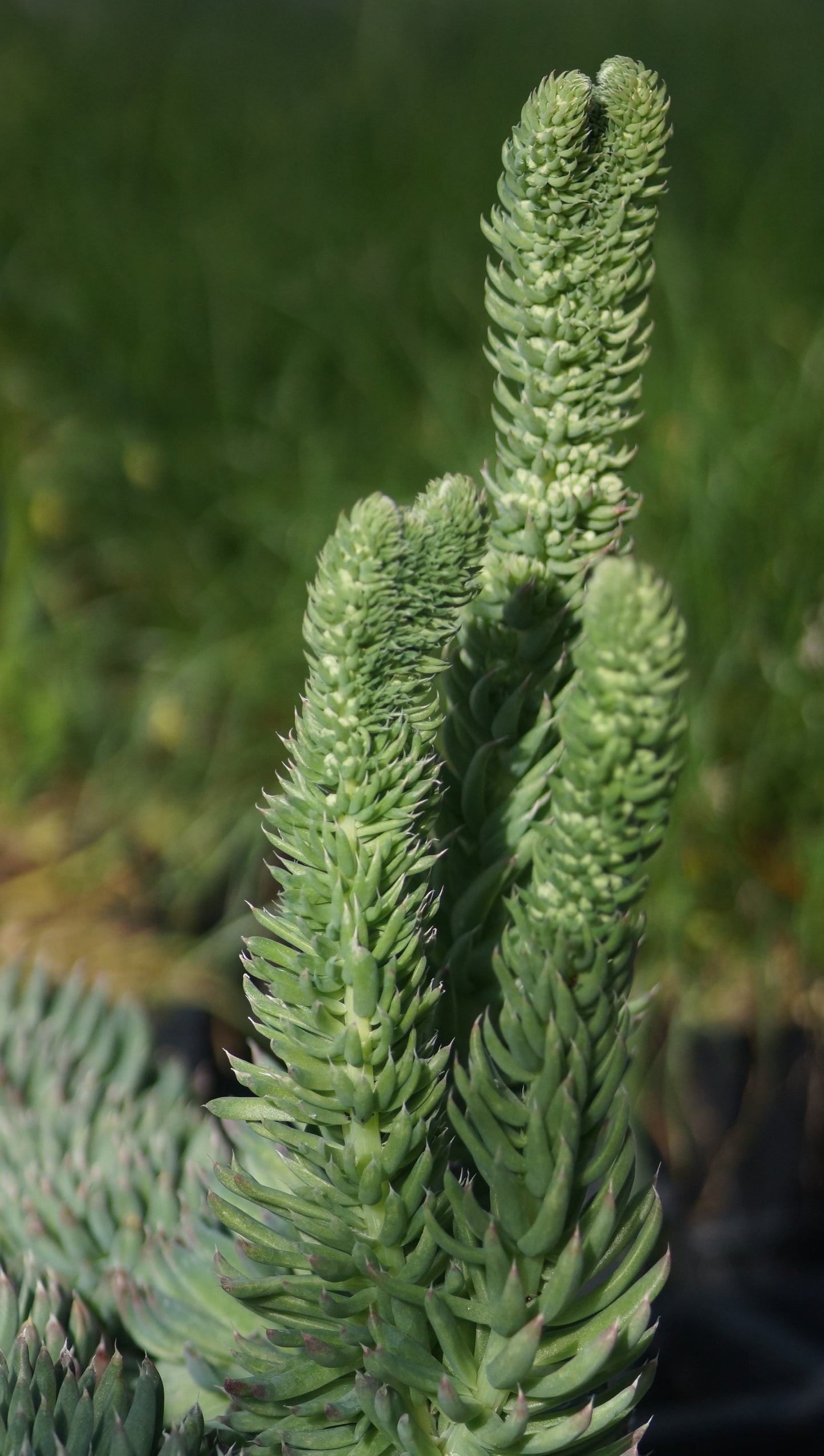 Orostachys spinosus - Dornige Sternwurz