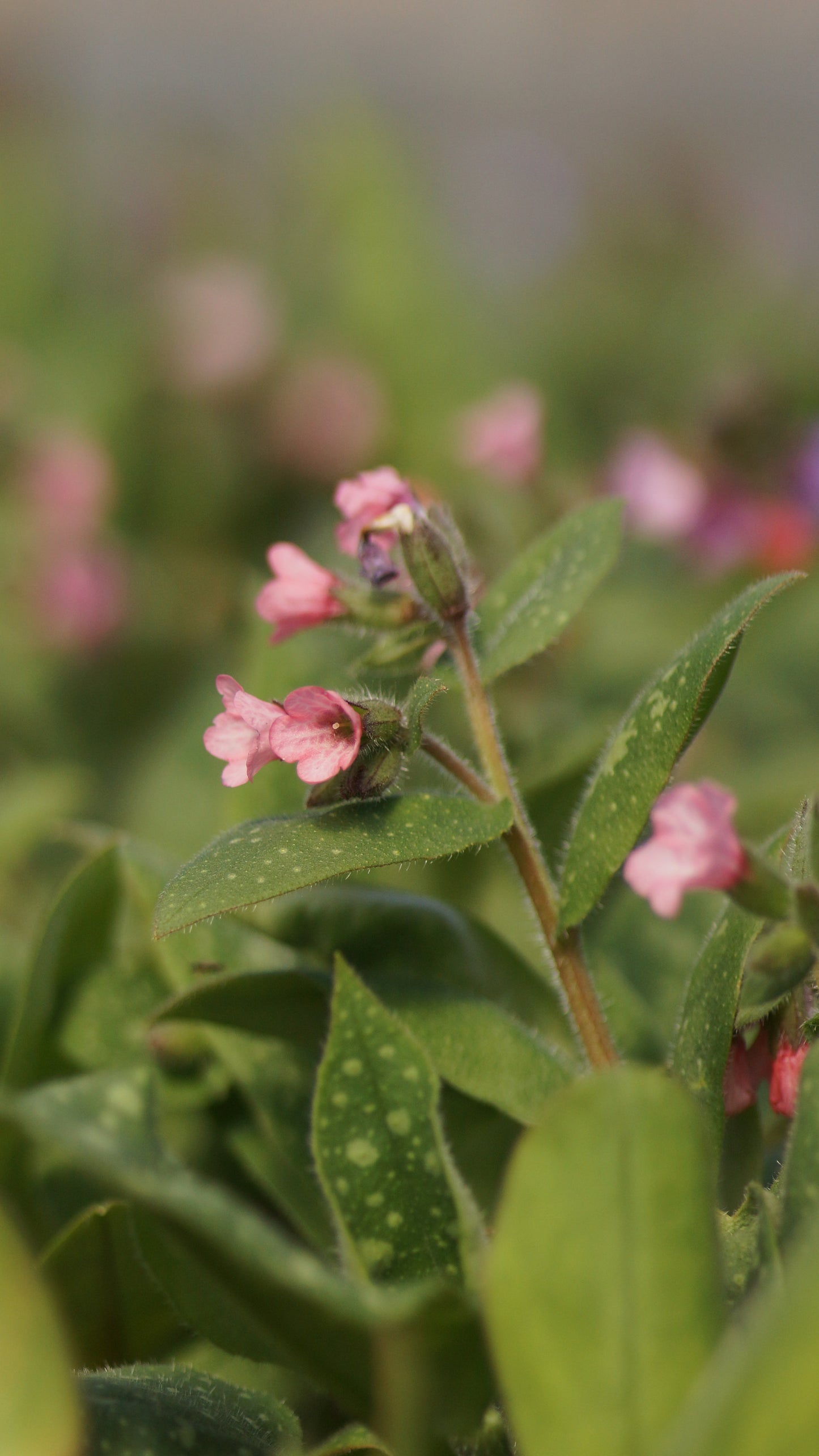 Pulmonaria Hybride 'Dora Bielefeld' - Geflecktes Lungenkraut