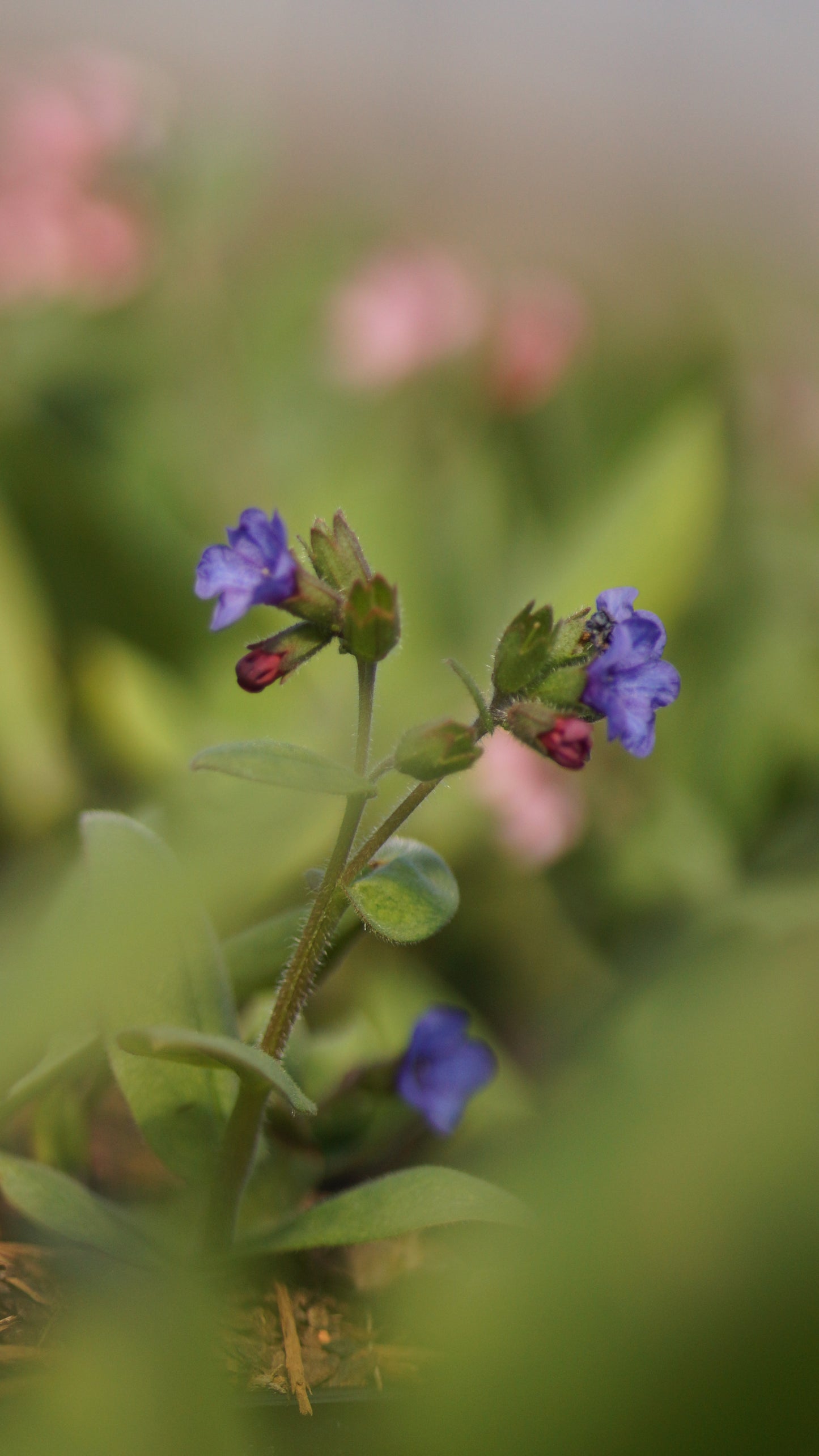 Pulmonaria Hybride 'Blue Ensing' - Lungenkraut