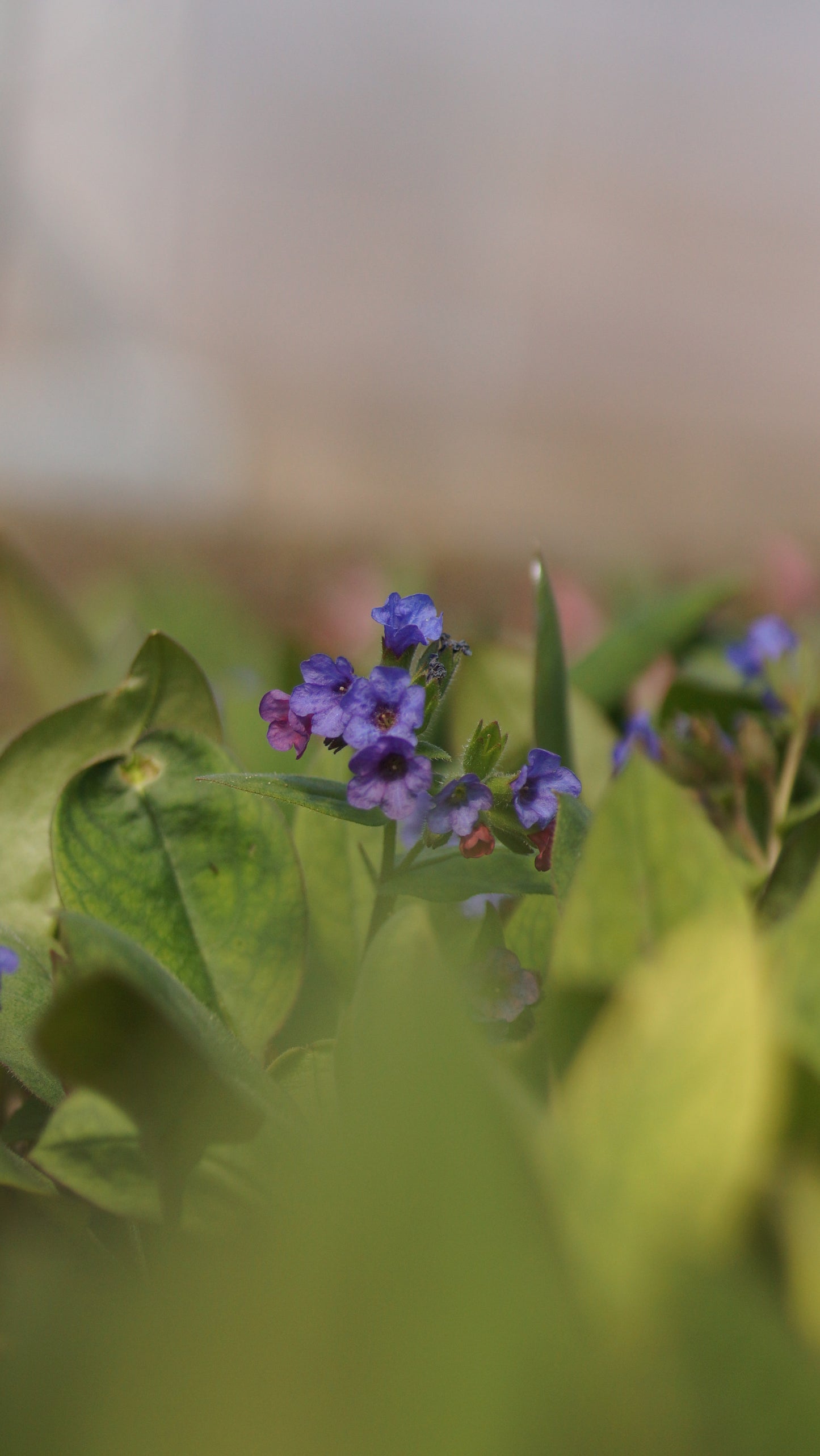 Pulmonaria Hybride 'Blue Ensing' - Lungenkraut
