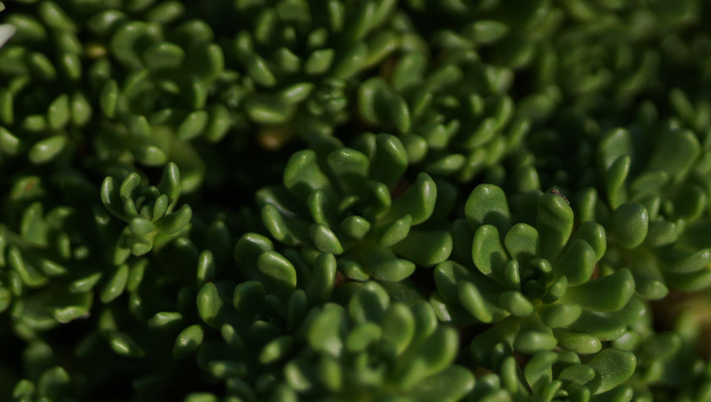 Rhodiola trollii (Syn. Sedum trollii) - Nanga Parbat-Dickblatt