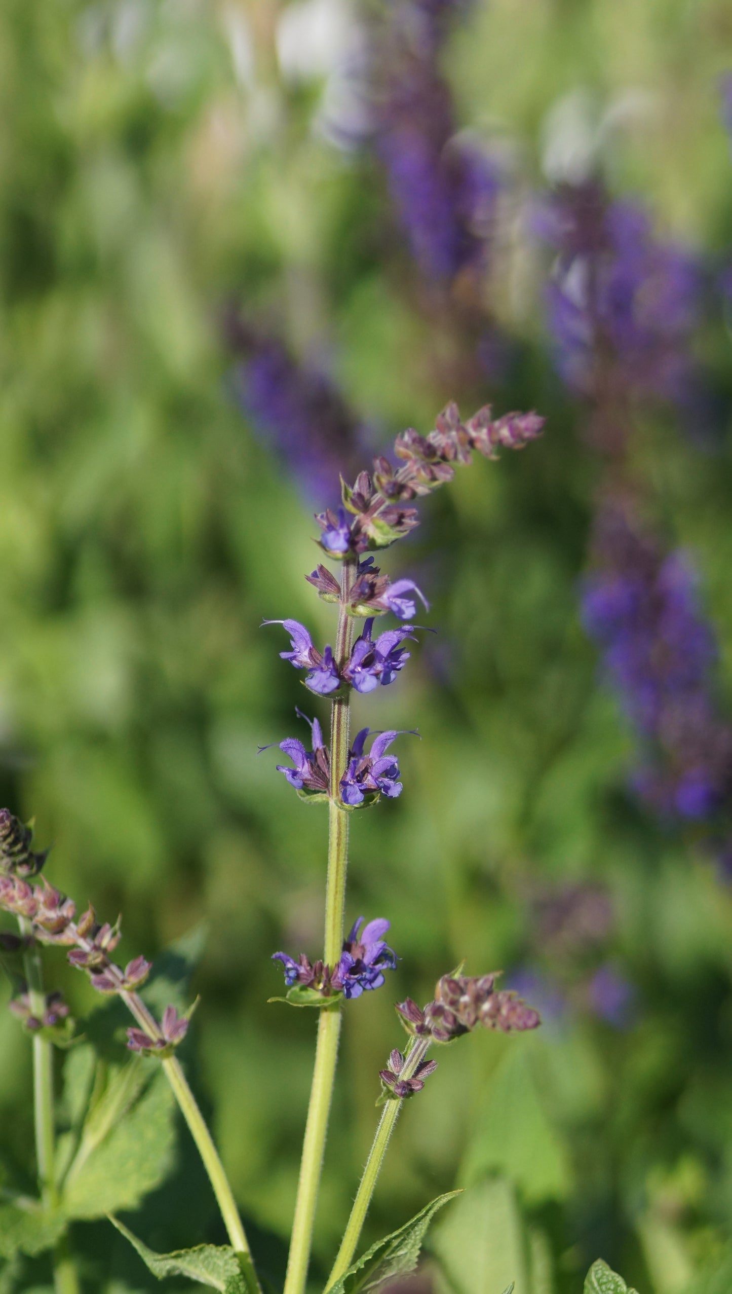 Salvia nemorosa 'Mainacht' - Steppen-Salbei