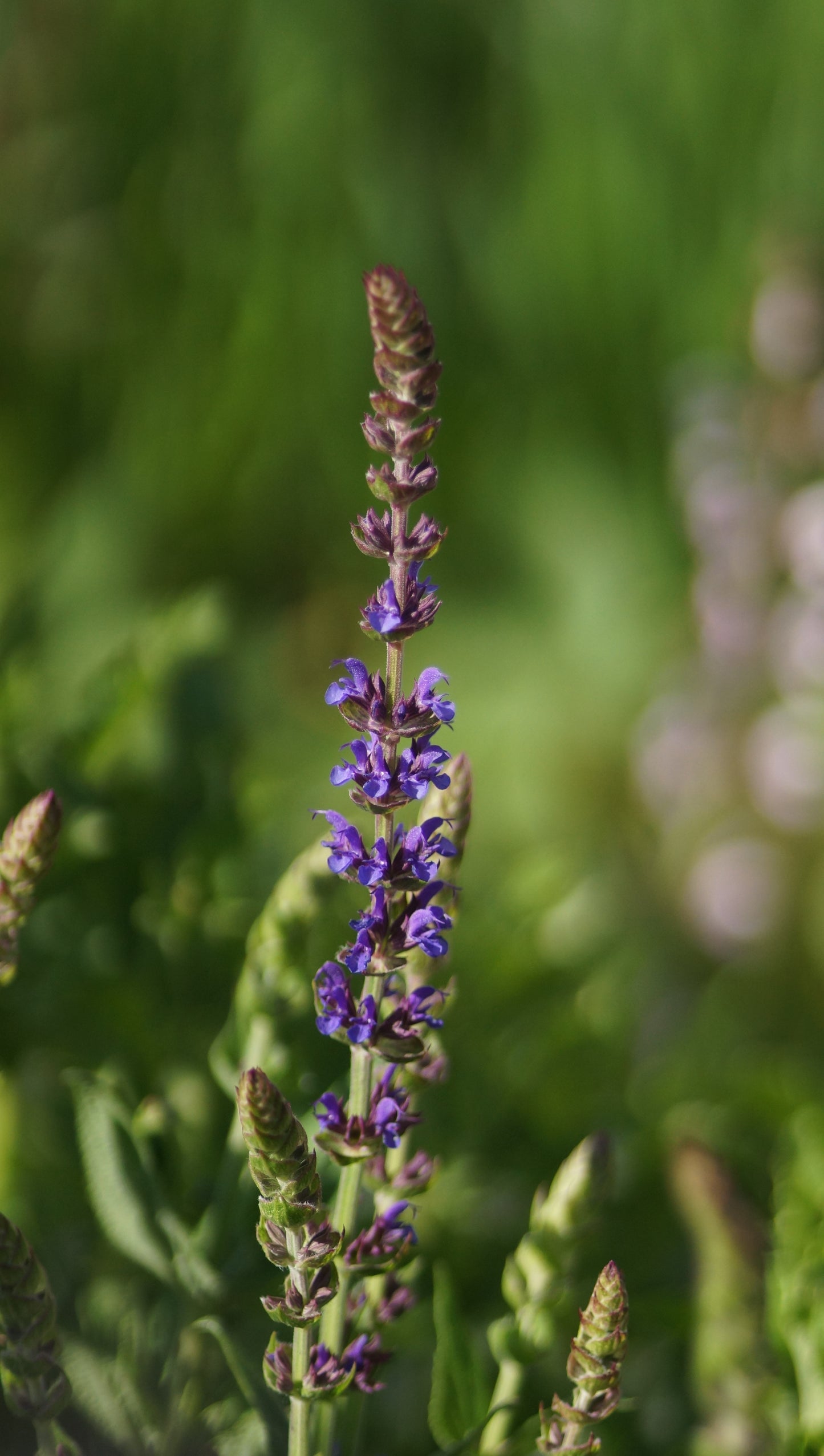 Salvia nemorosa 'Ostfriesland' - Steppen-Salbei