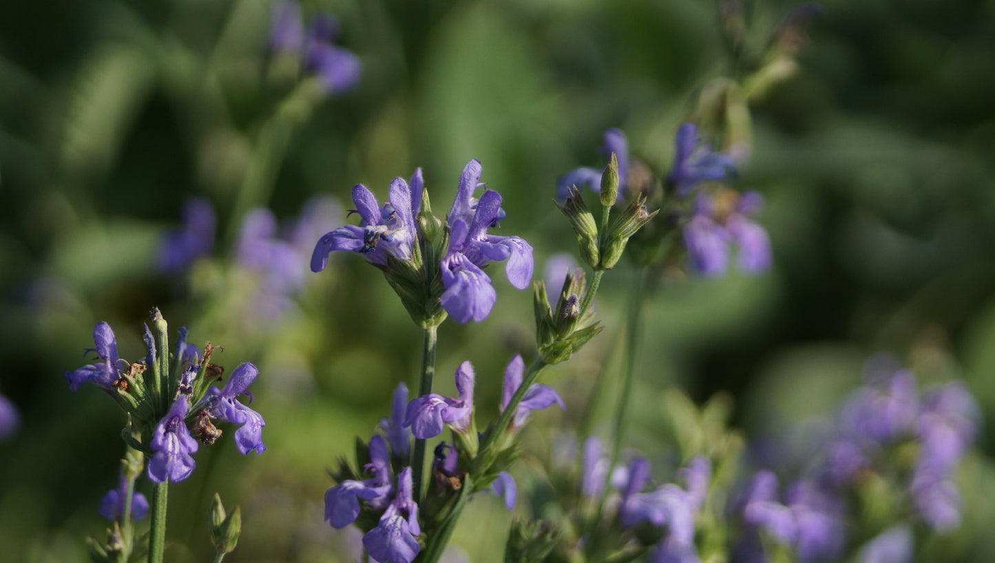 Salvia officinalis 'Grete Stölzle' - Gewürz-Salbei