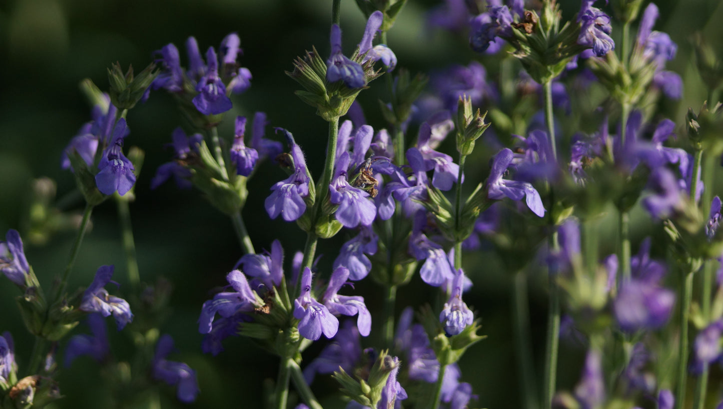 Salvia officinalis 'Grete Stölzle' - Gewürz-Salbei