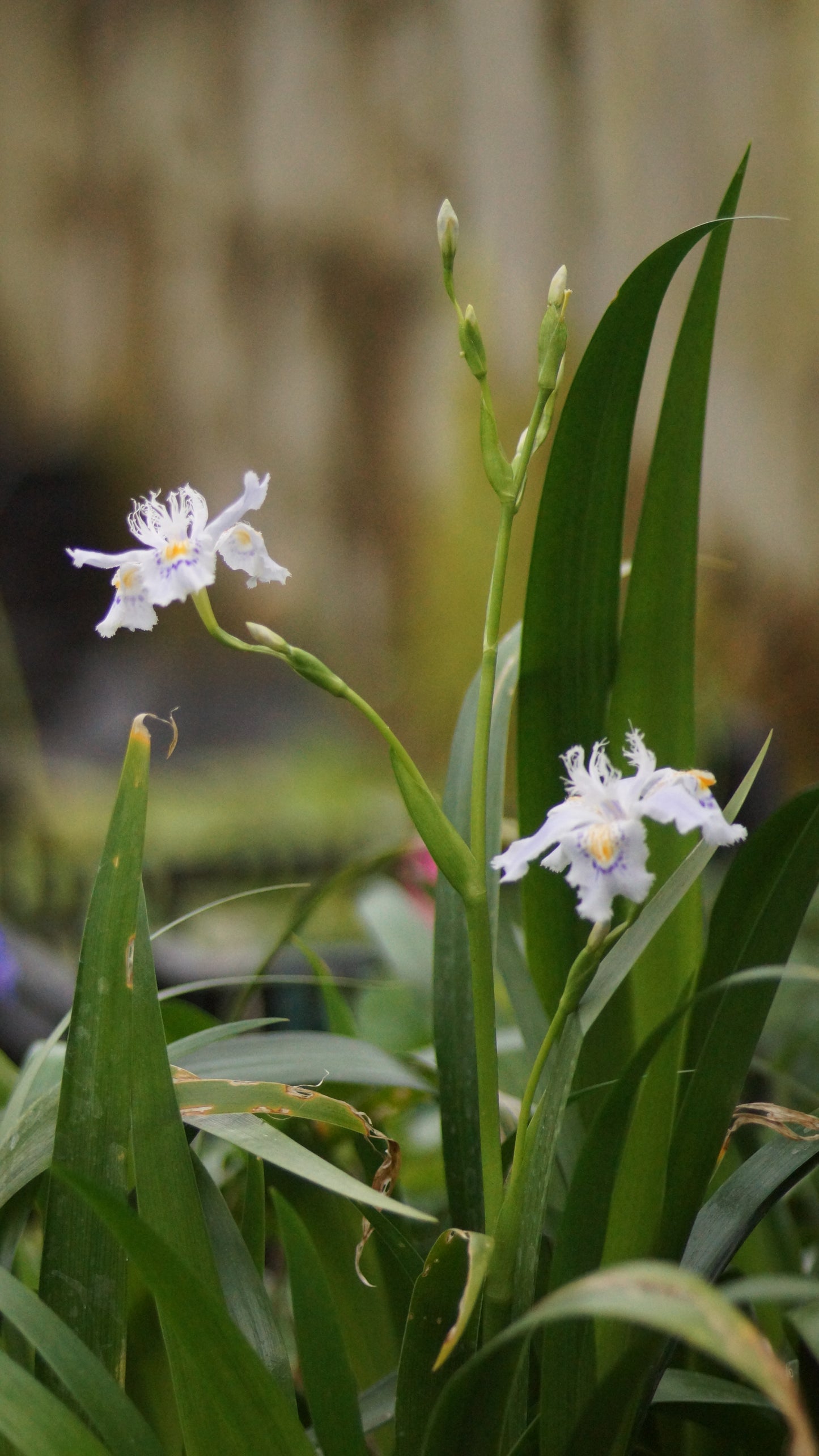 Iris japonica - Japanische Schwertlilie