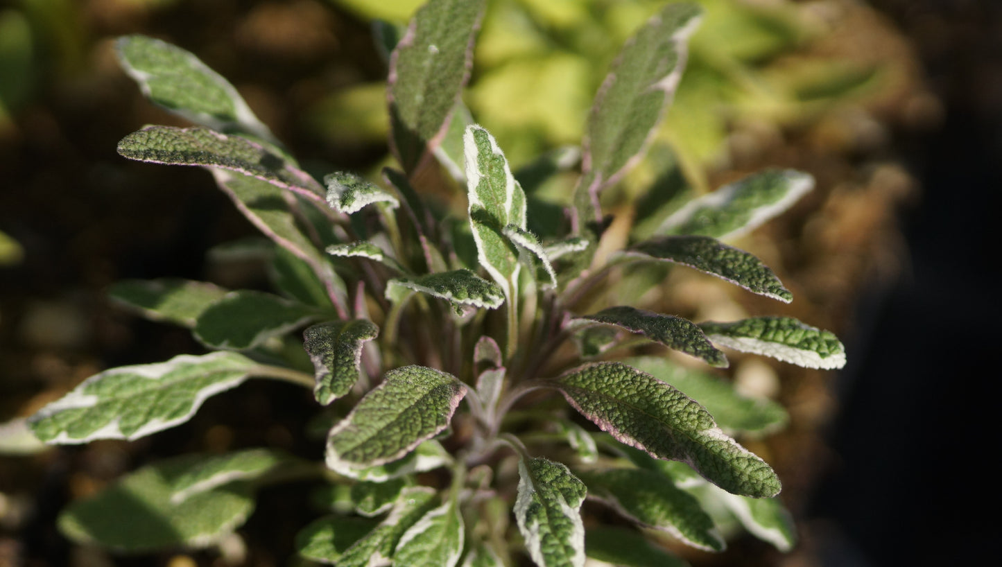 Salvia officinalis 'Tricolor' - Bunter Gewürz-Salbei