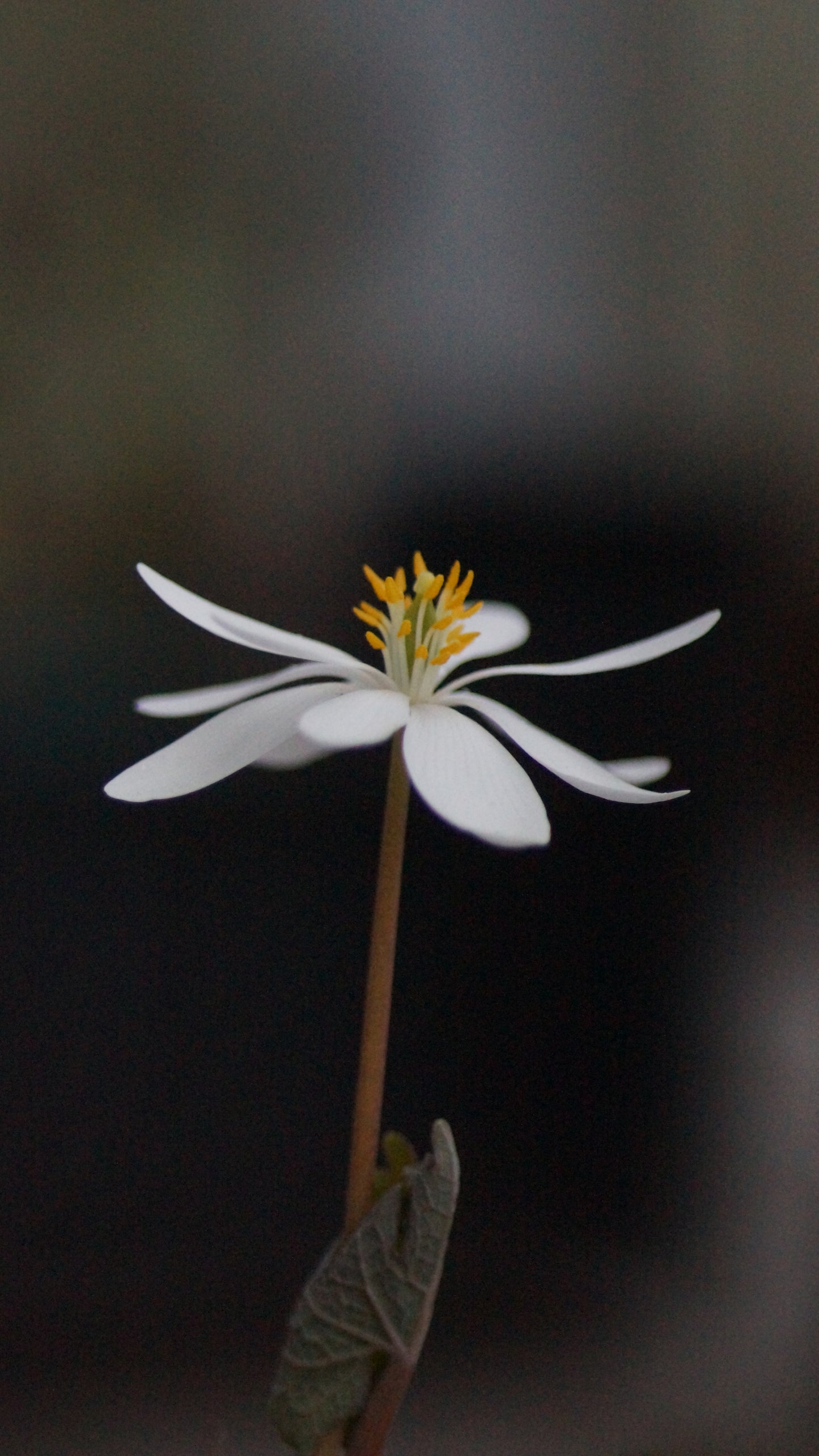 Sanguinaria canadensis - Kanadische Blutwurz