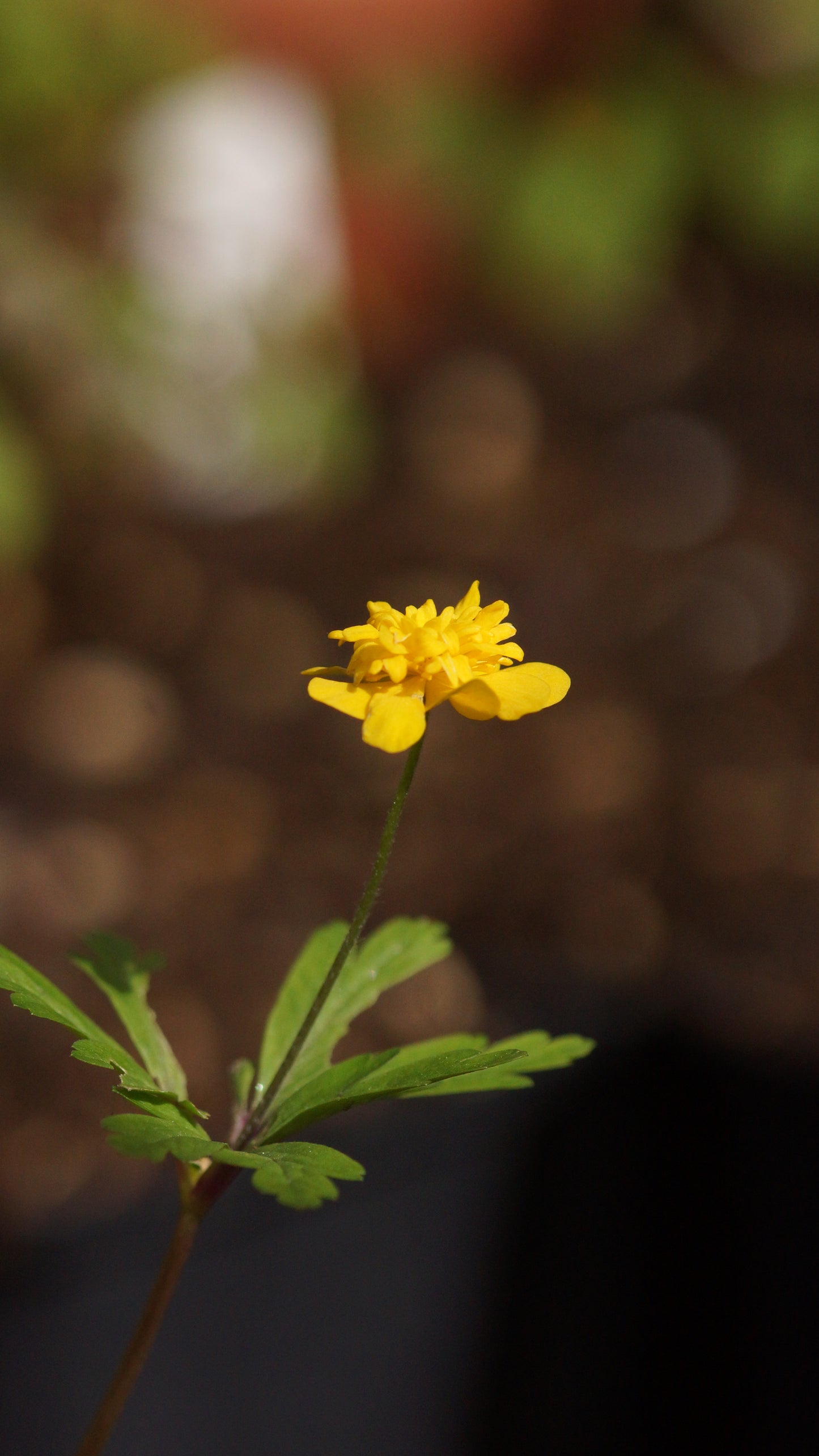 Anemone ranunculoides 'Nannerl' - Gelbes Buschwindröschen
