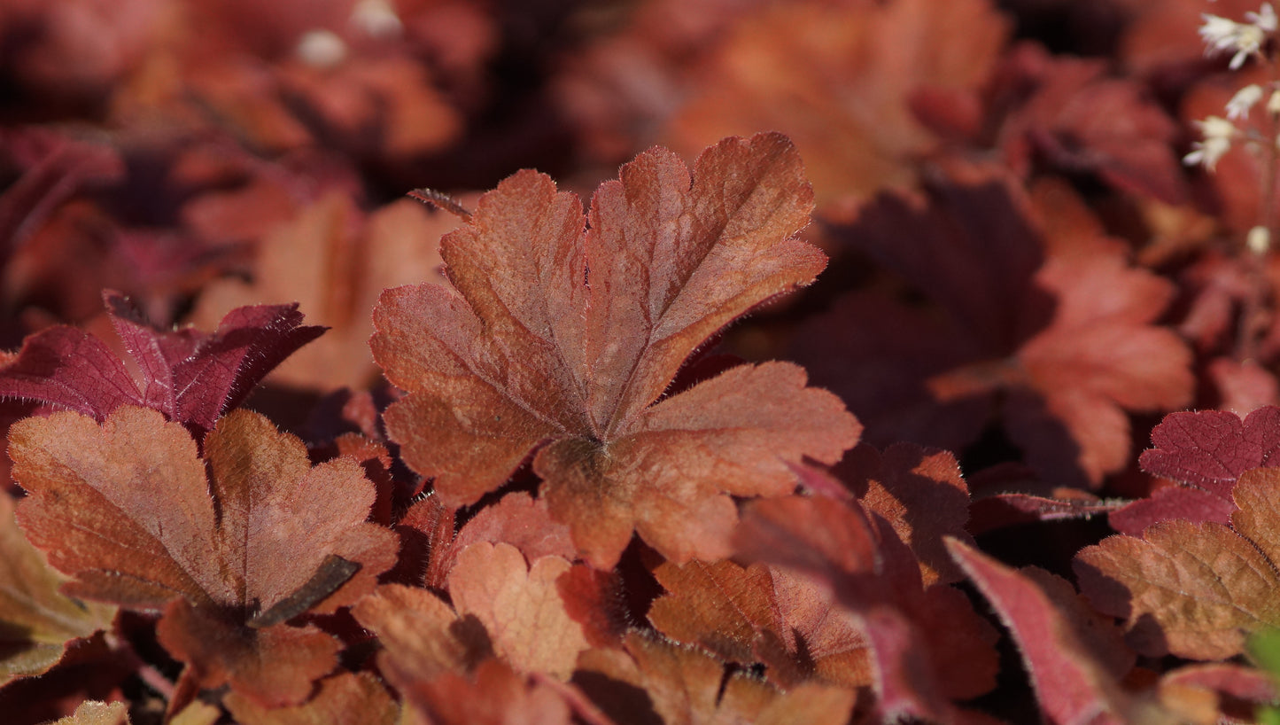 x Heucherella tiarelloides 'Buttered Rum' - Schaumglöckchen