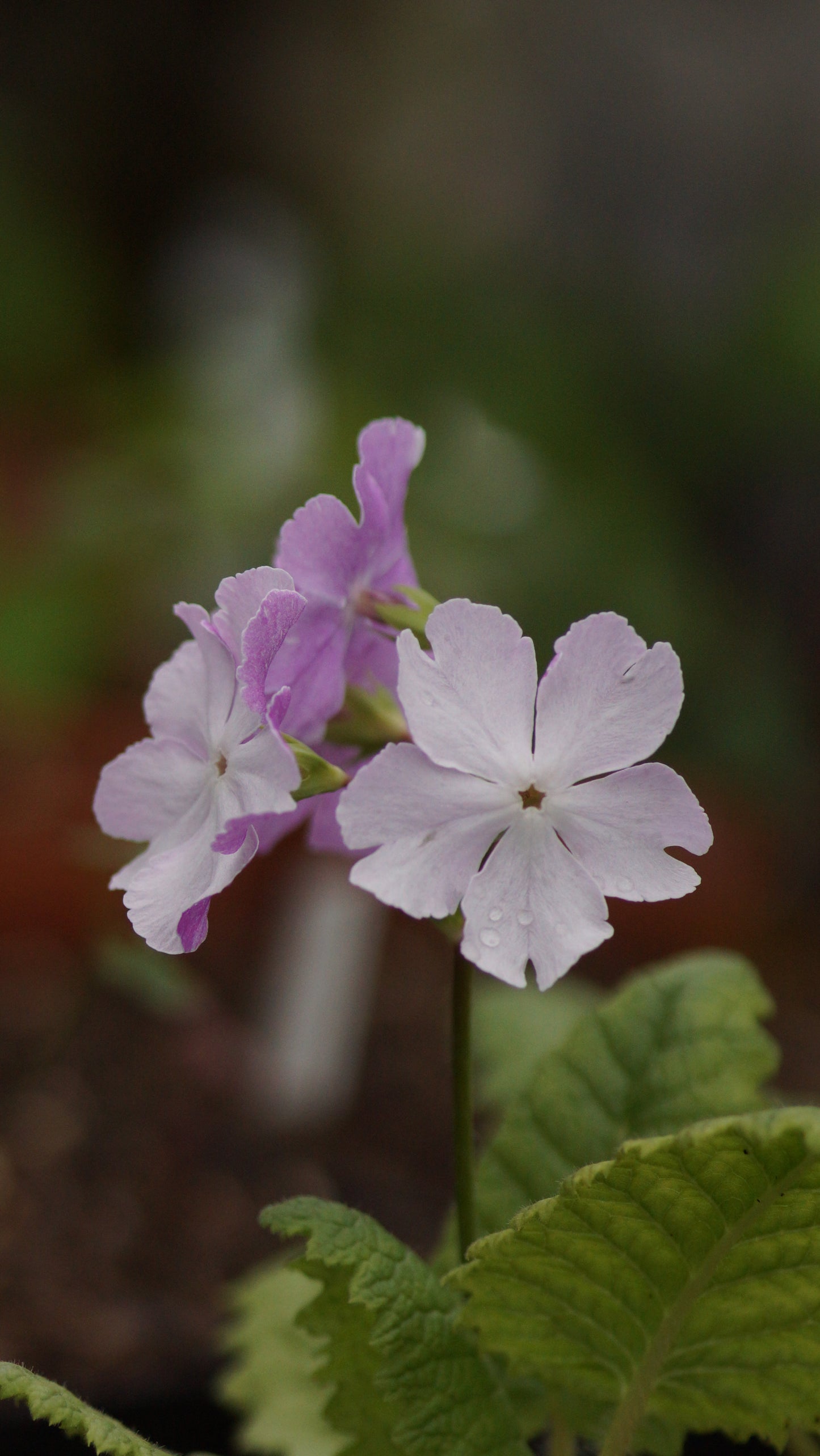 Primula sieboldii 'Coshibori' – Japanische Dolden-Primel