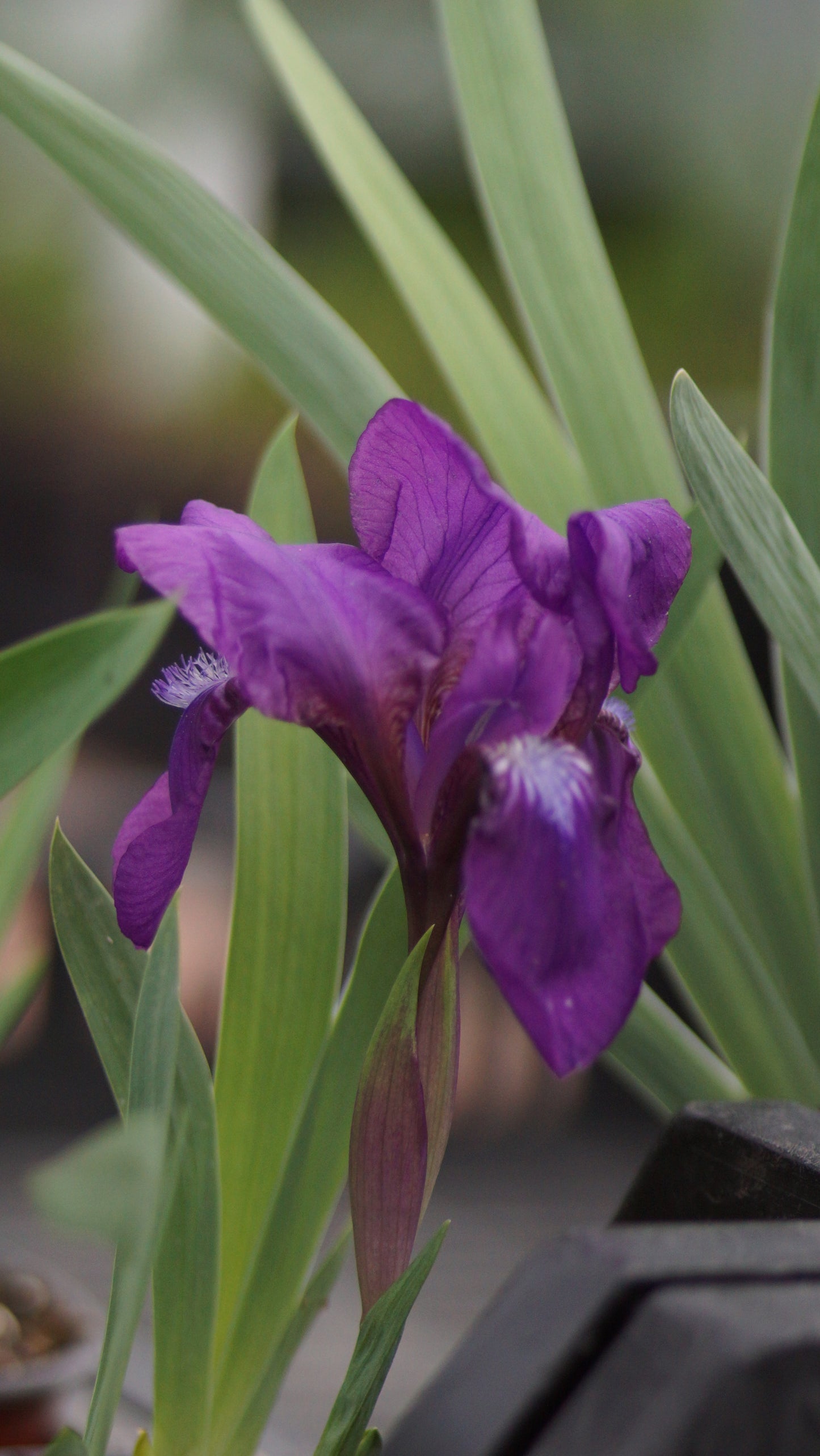 Iris aphylla - Blattlose Schwertlilie