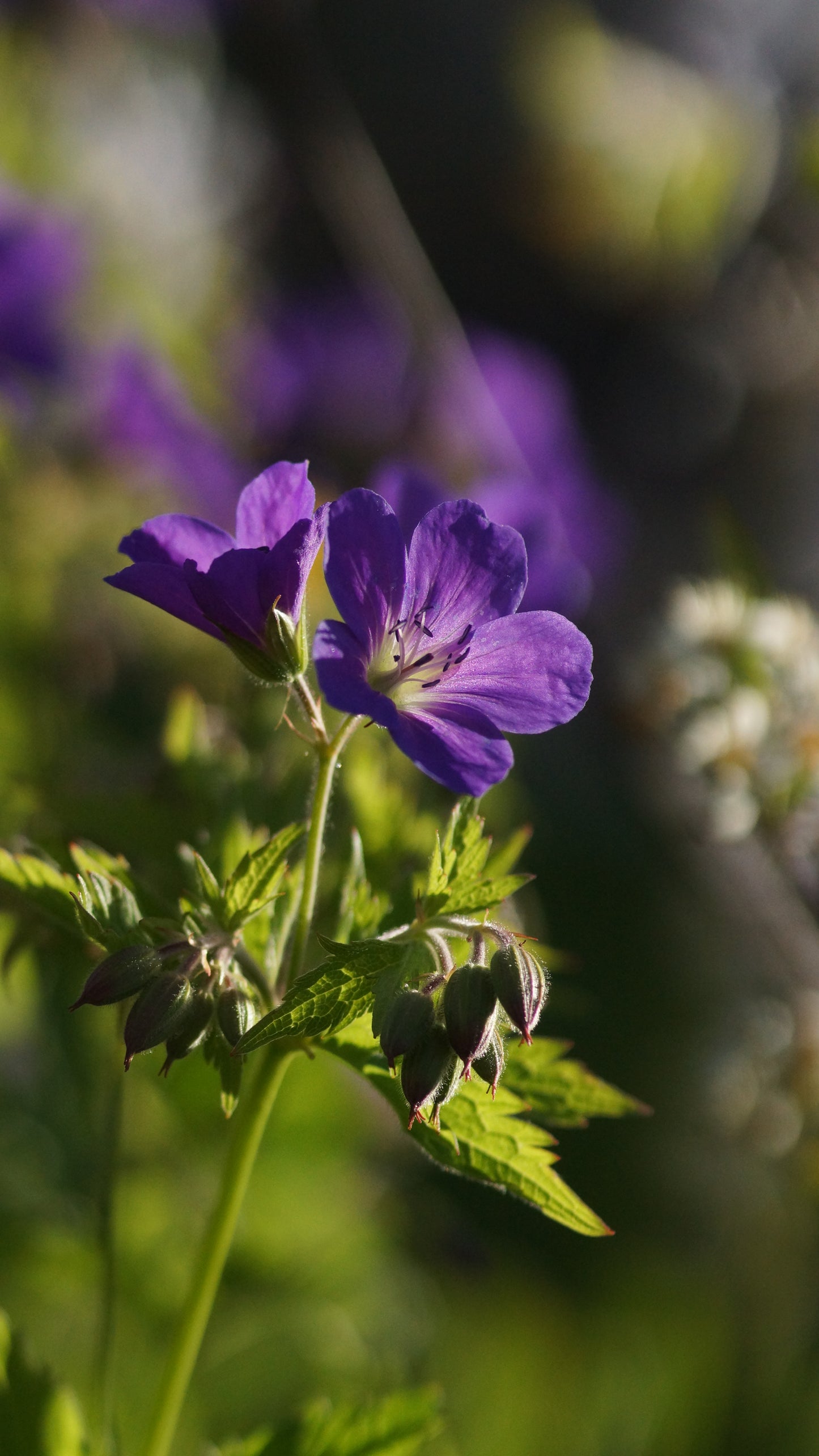 Geranium sylvaticum 'Mayflower' - Wald-Strochschnabel