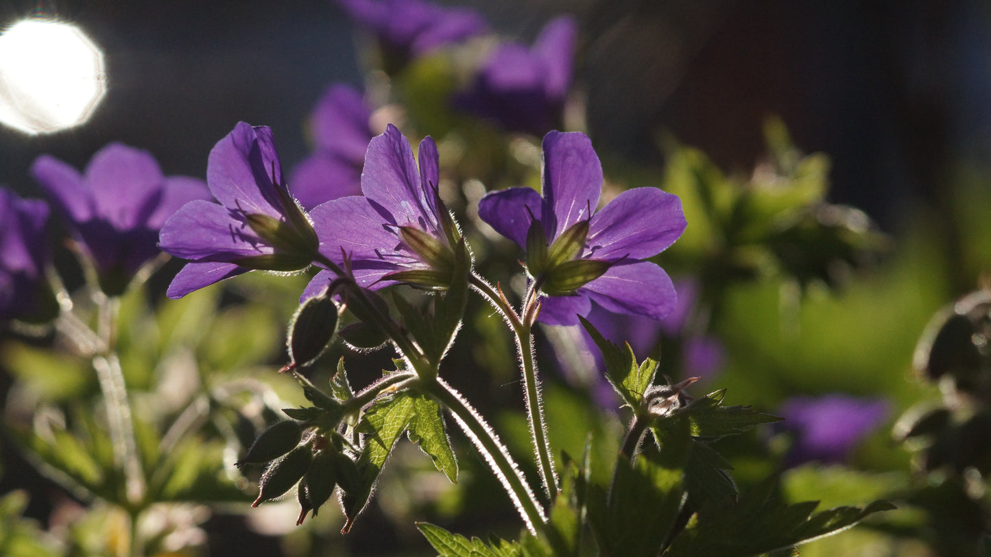 Geranium sylvaticum 'Mayflower' - Wald-Strochschnabel