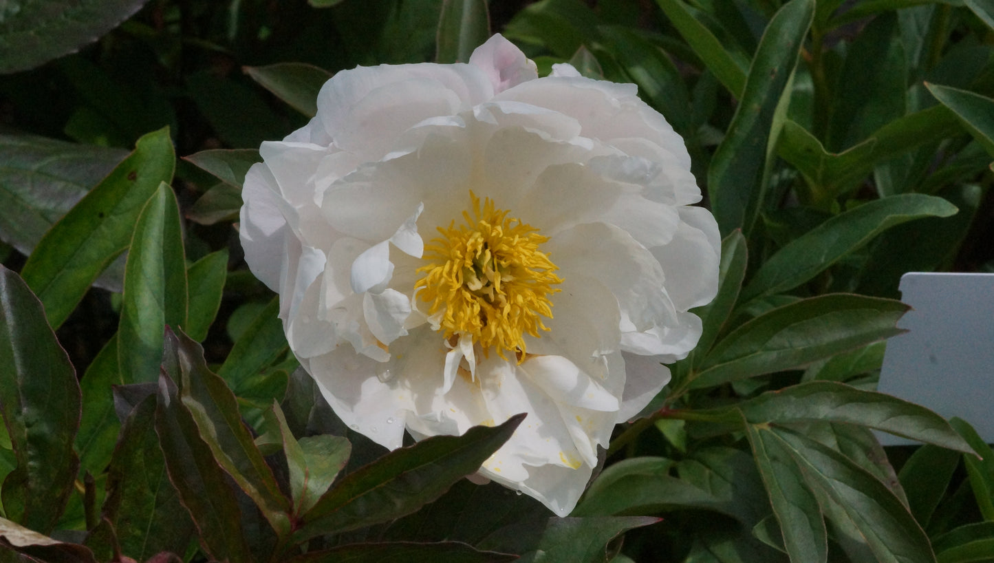 Paeonia lactiflora 'Miss America' - Pfingstrose