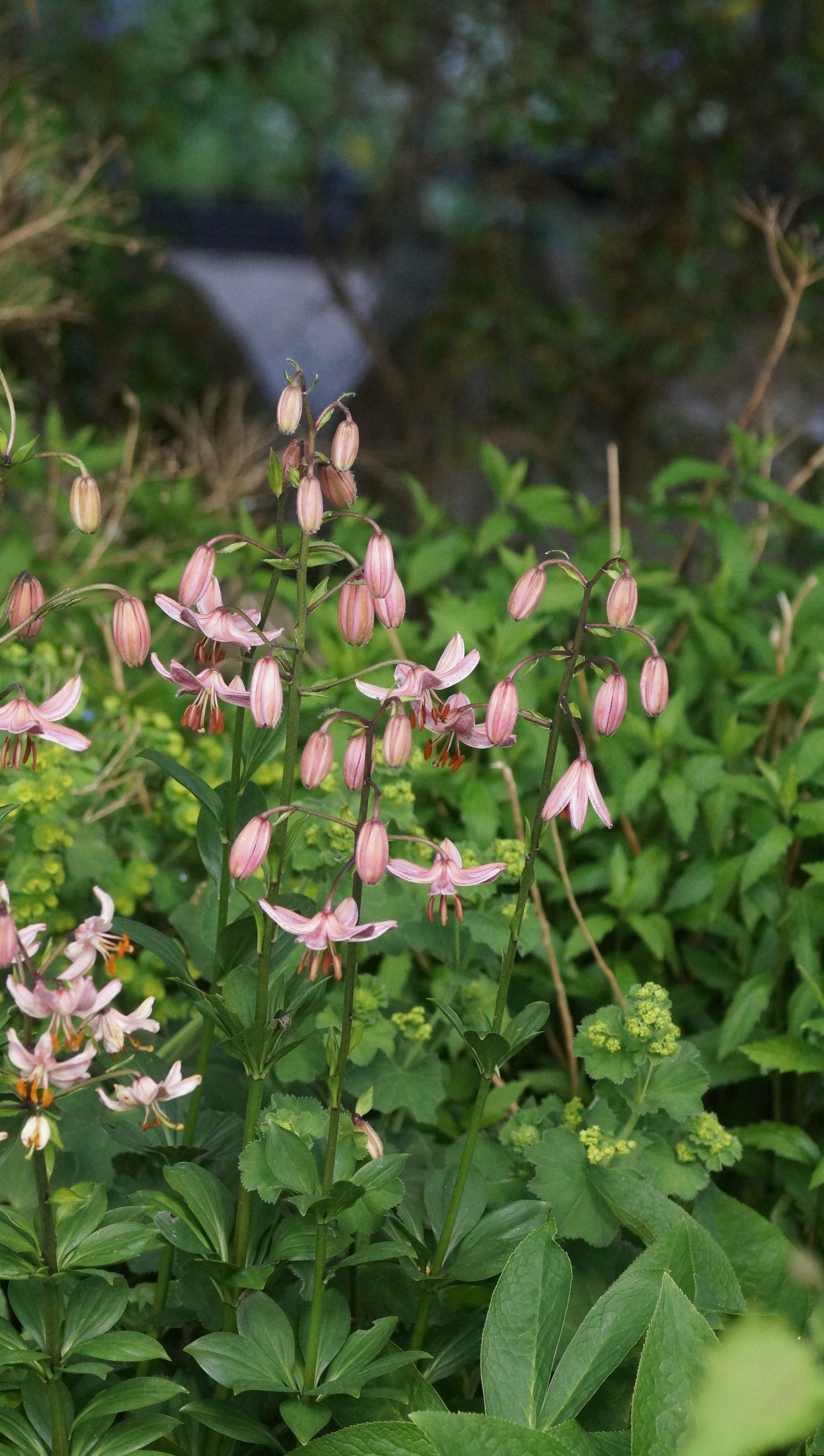Lilium Martagon-Hybride 'Pink Morning' - Türkenbund-Lilie