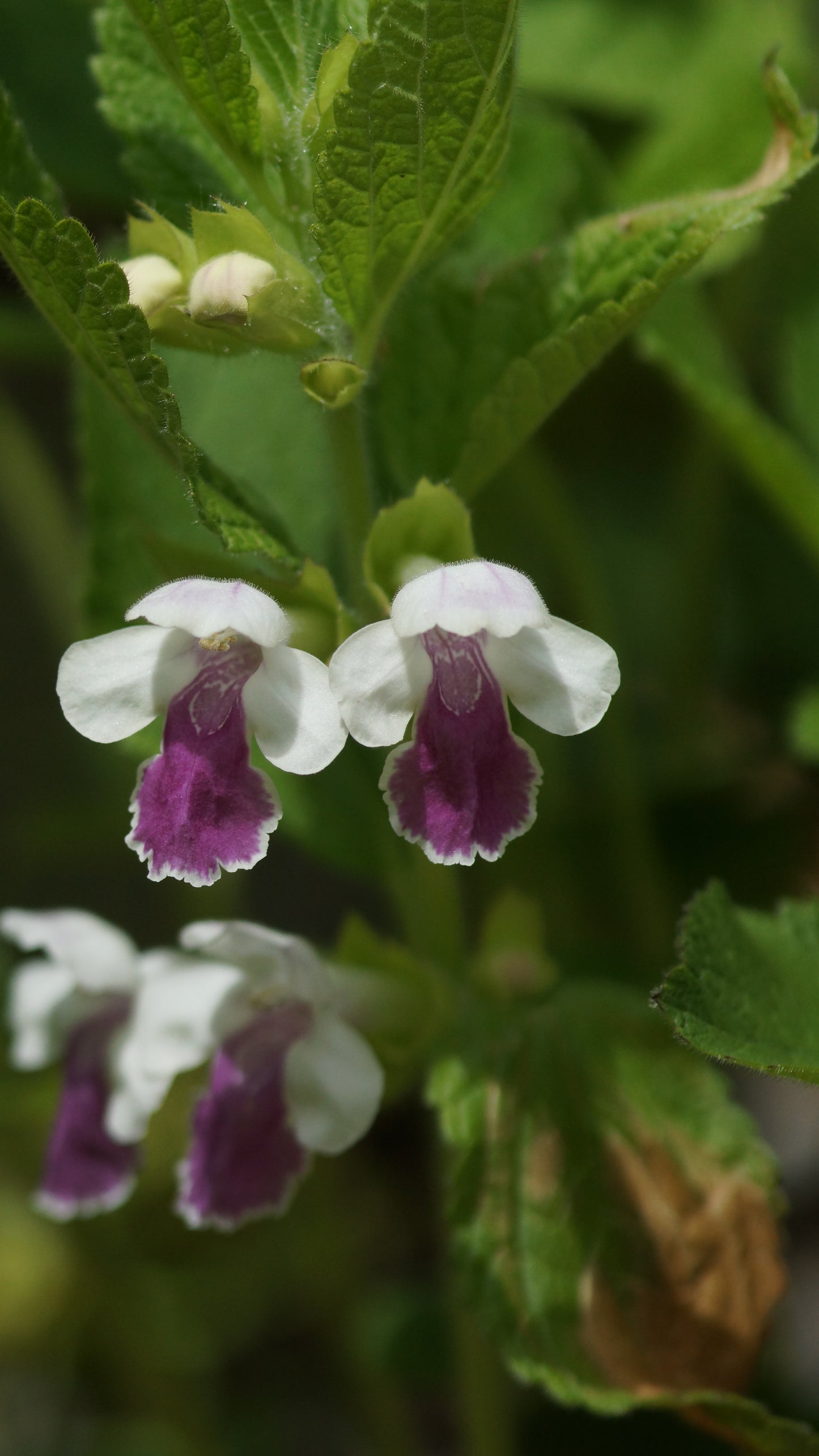 Melittis melissophyllum 'Royal Velvet Distinction' - Immenblatt