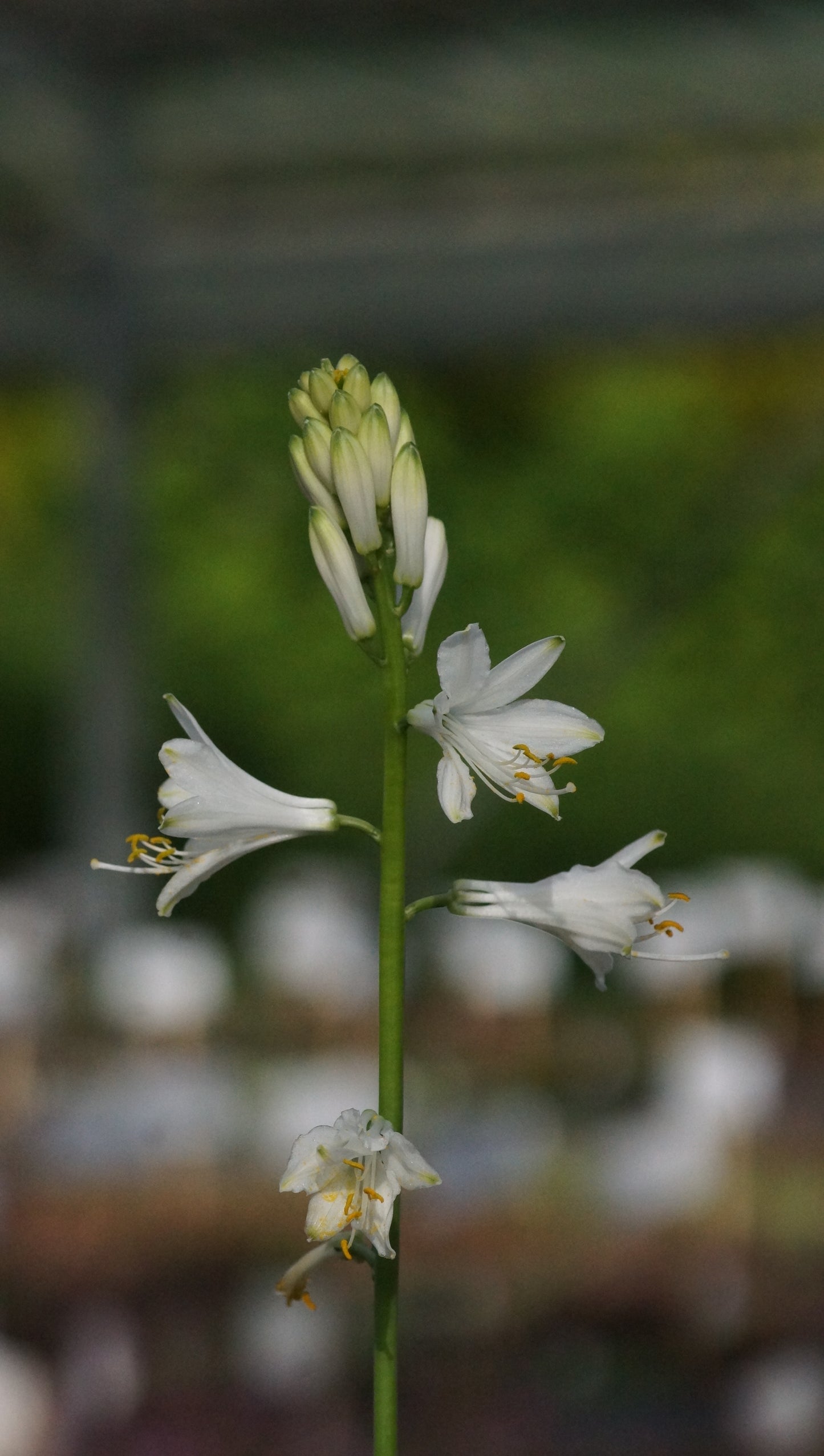 Paradisea lusitanica - Portugiesische Paradieslilie
